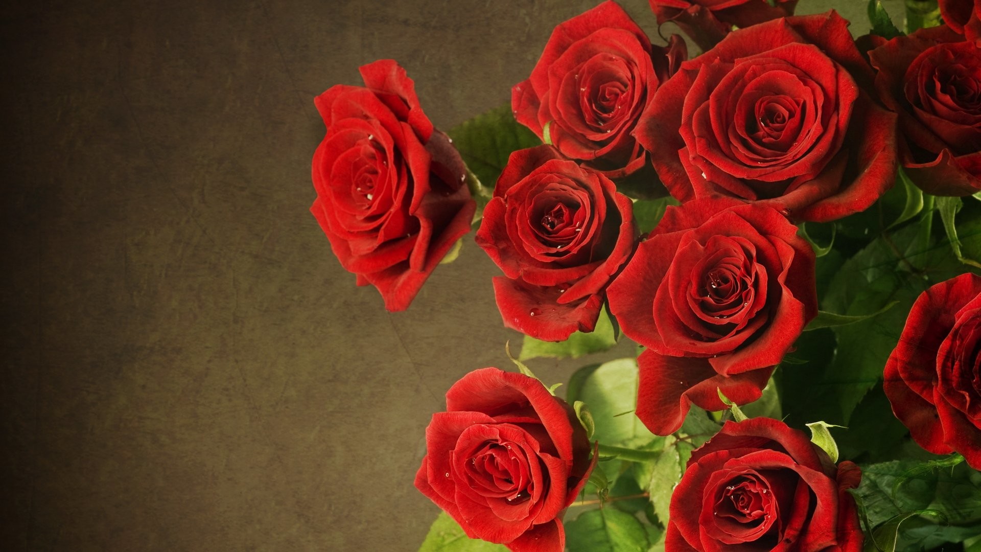 Red Rose Flower Background 42 Pictures