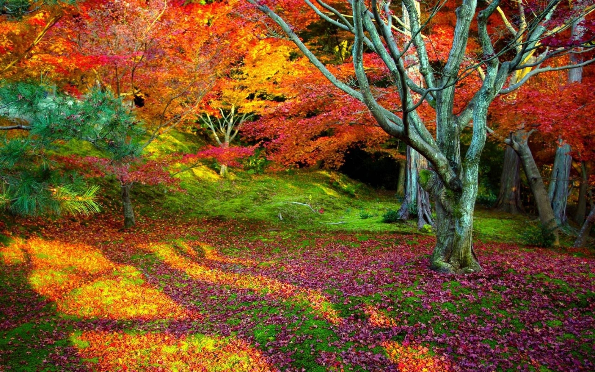colorful nature wallpaper