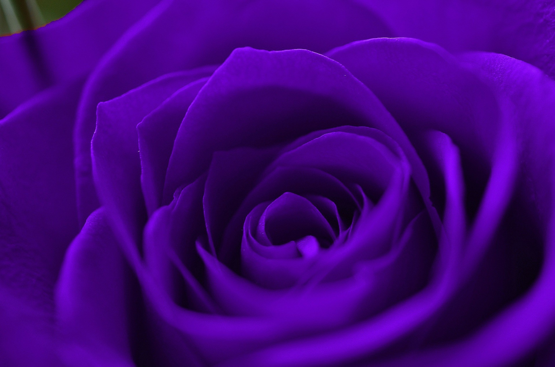 Download Purple Rose With Glitter Dust Wallpaper  Wallpaperscom