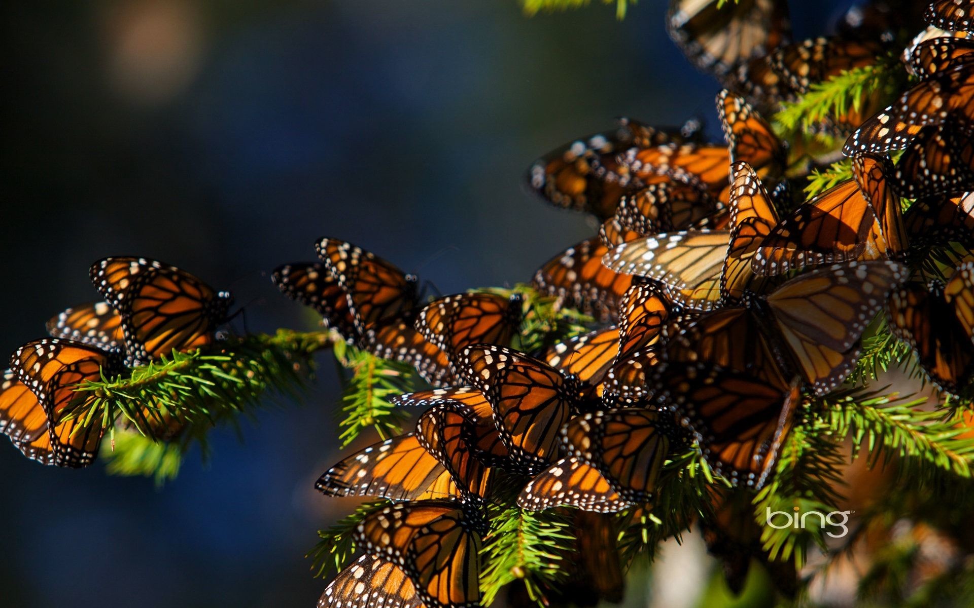 Monarch Butterflies Fabric Wallpaper and Home Decor  Spoonflower