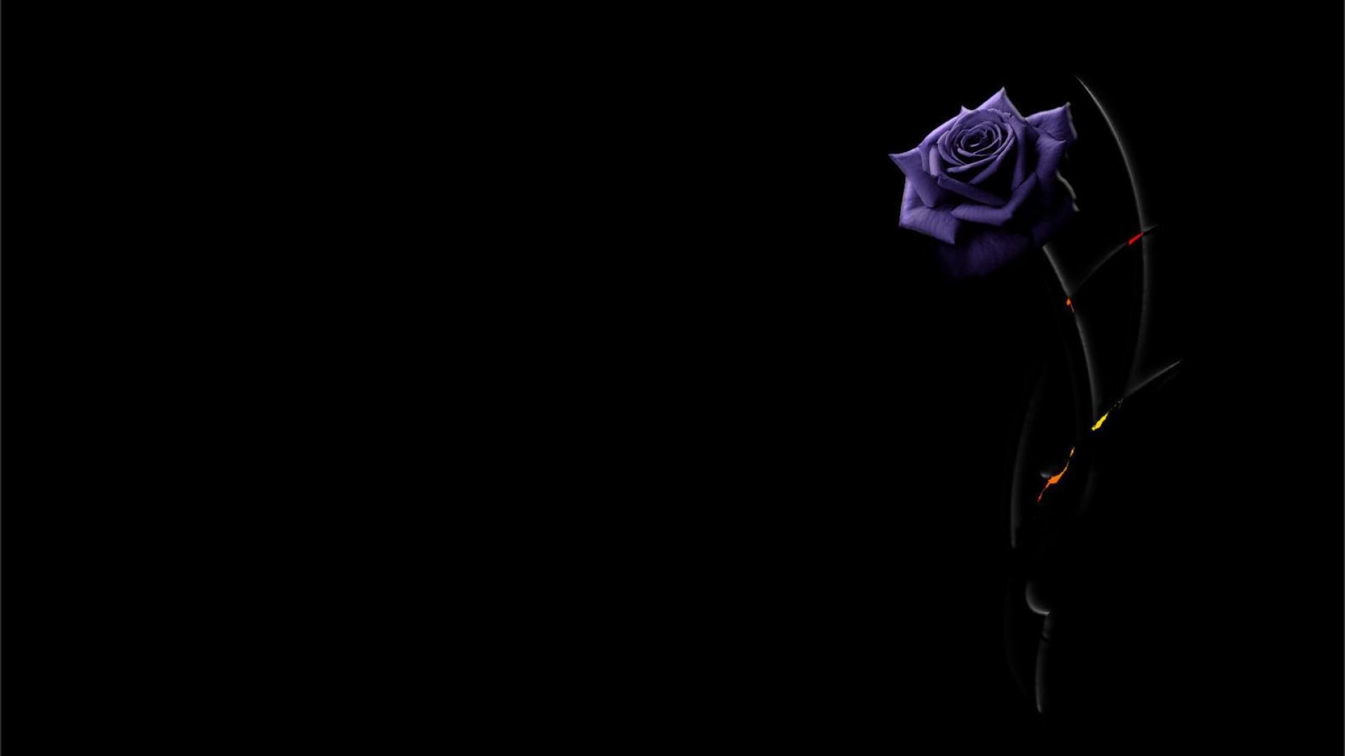 black rose wallpaper desktop