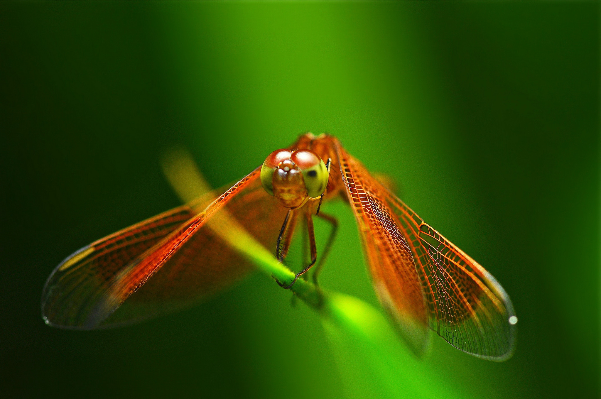 Dragonfly Backgrounds (57+ pictures)