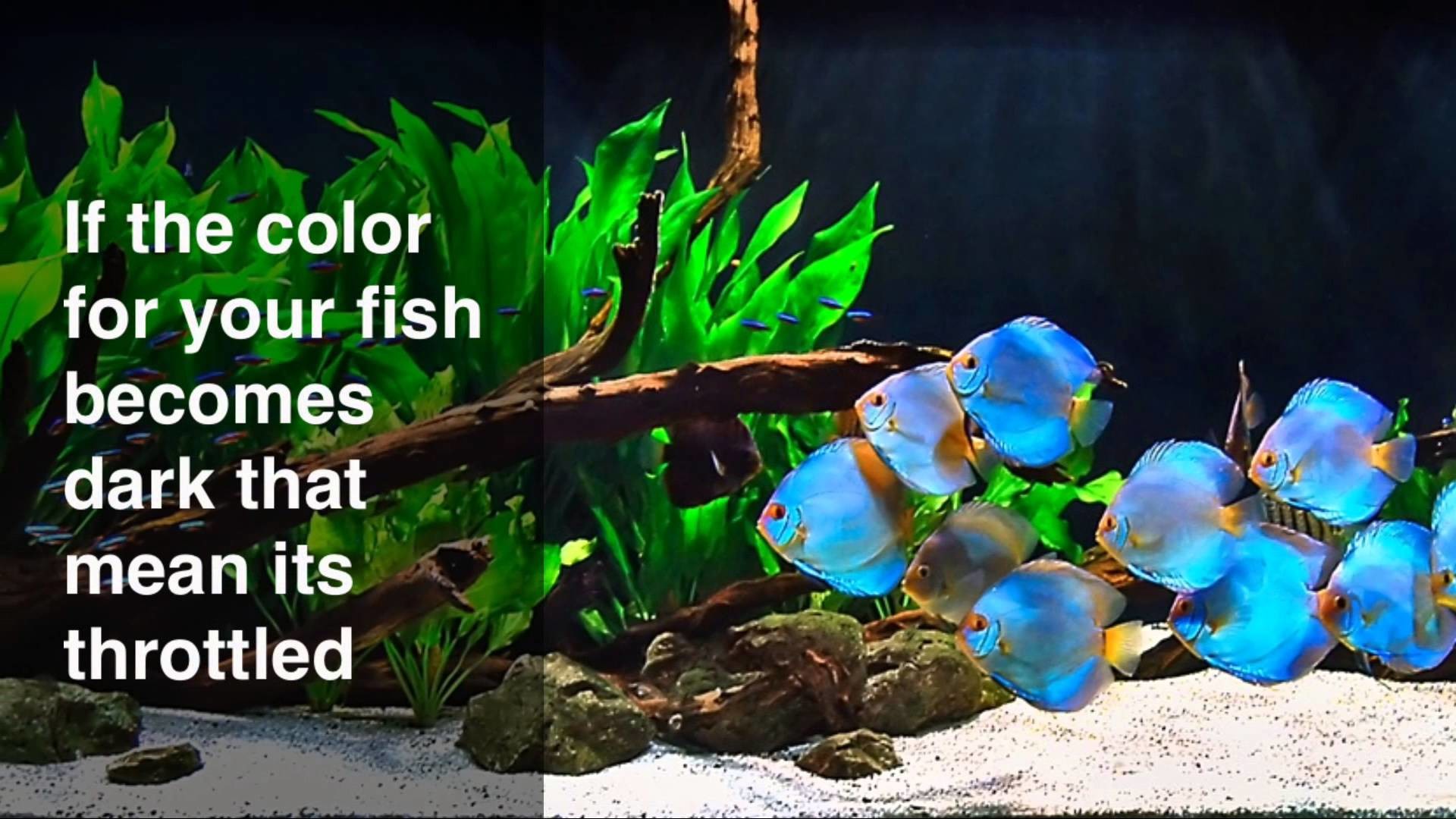 Дискусы биотопный аквариум