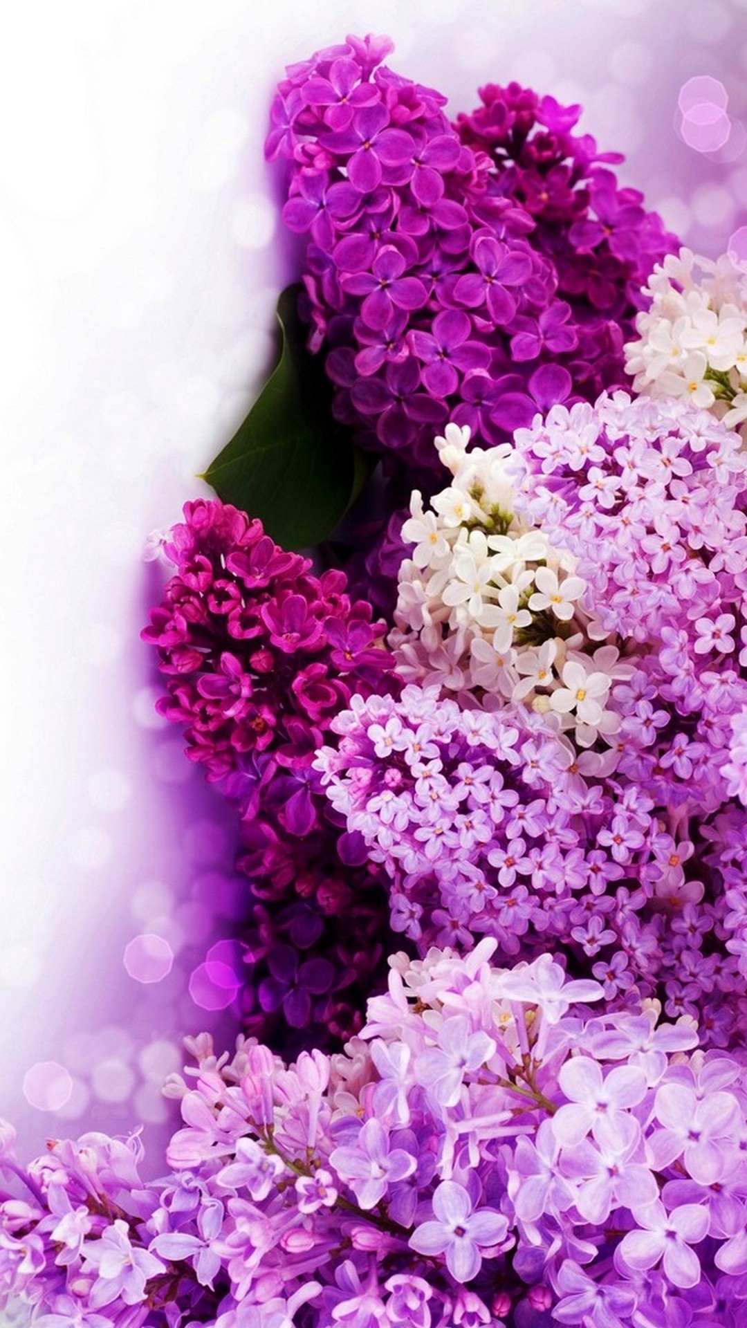 Purple Flower Backgrounds (60+ pictures)