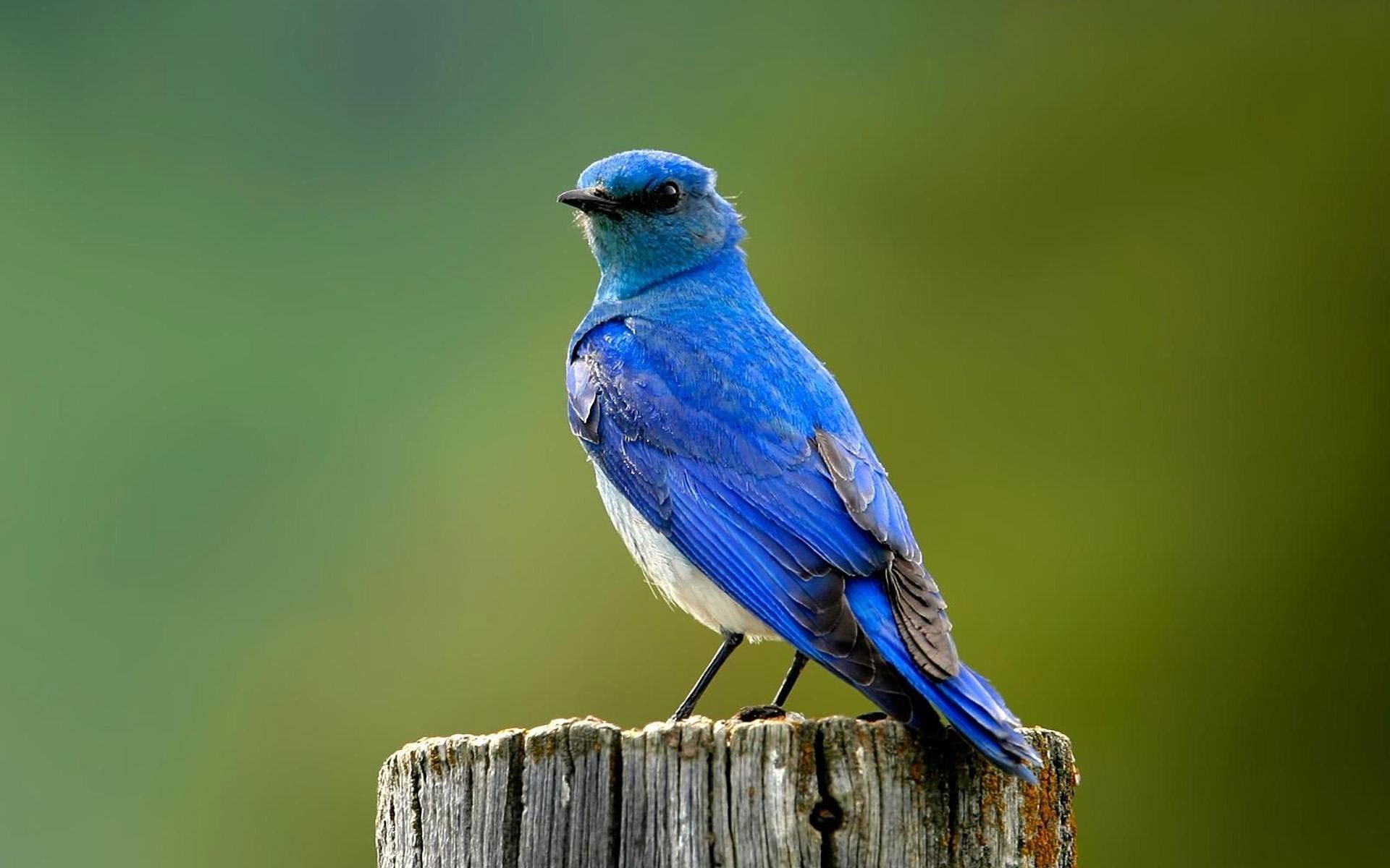 4K Bluebird Wallpapers  Background Images