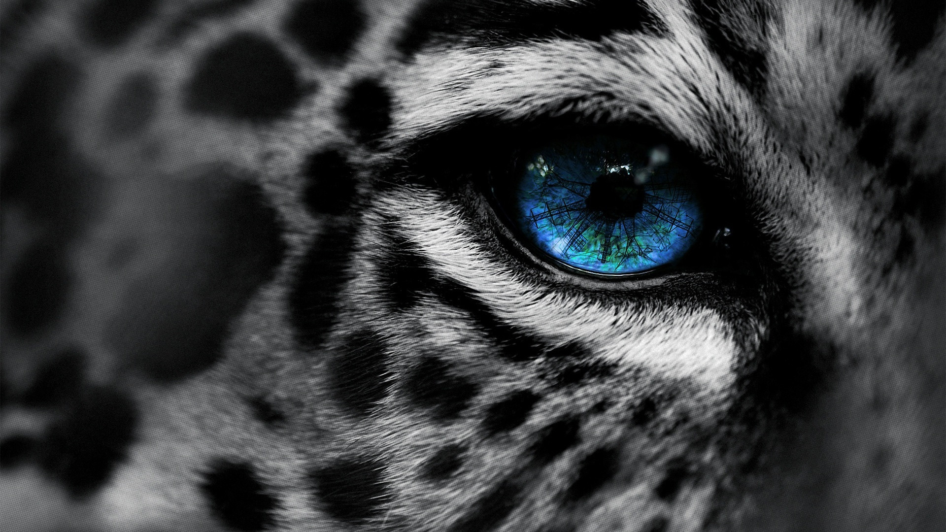 really cool wallpapers animals