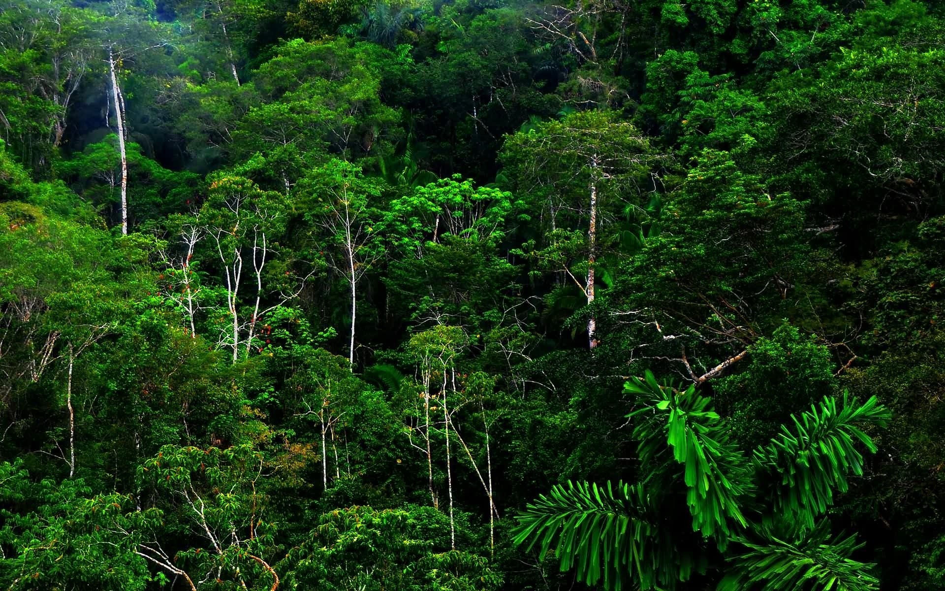 Tropical Rainforest Wallpaper 58 Pictures