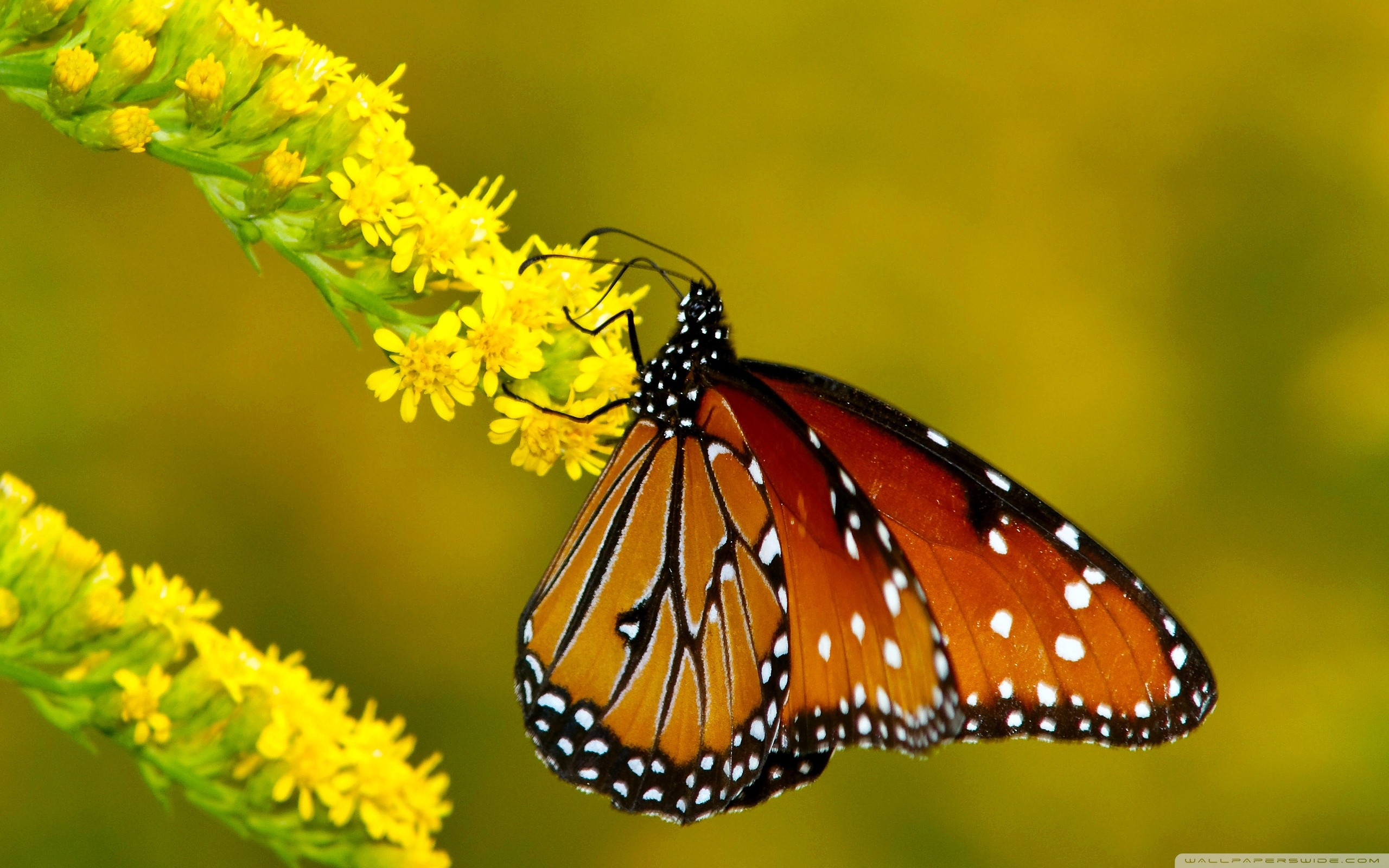 Monarch Butterfly Wallpaper (64+ pictures)