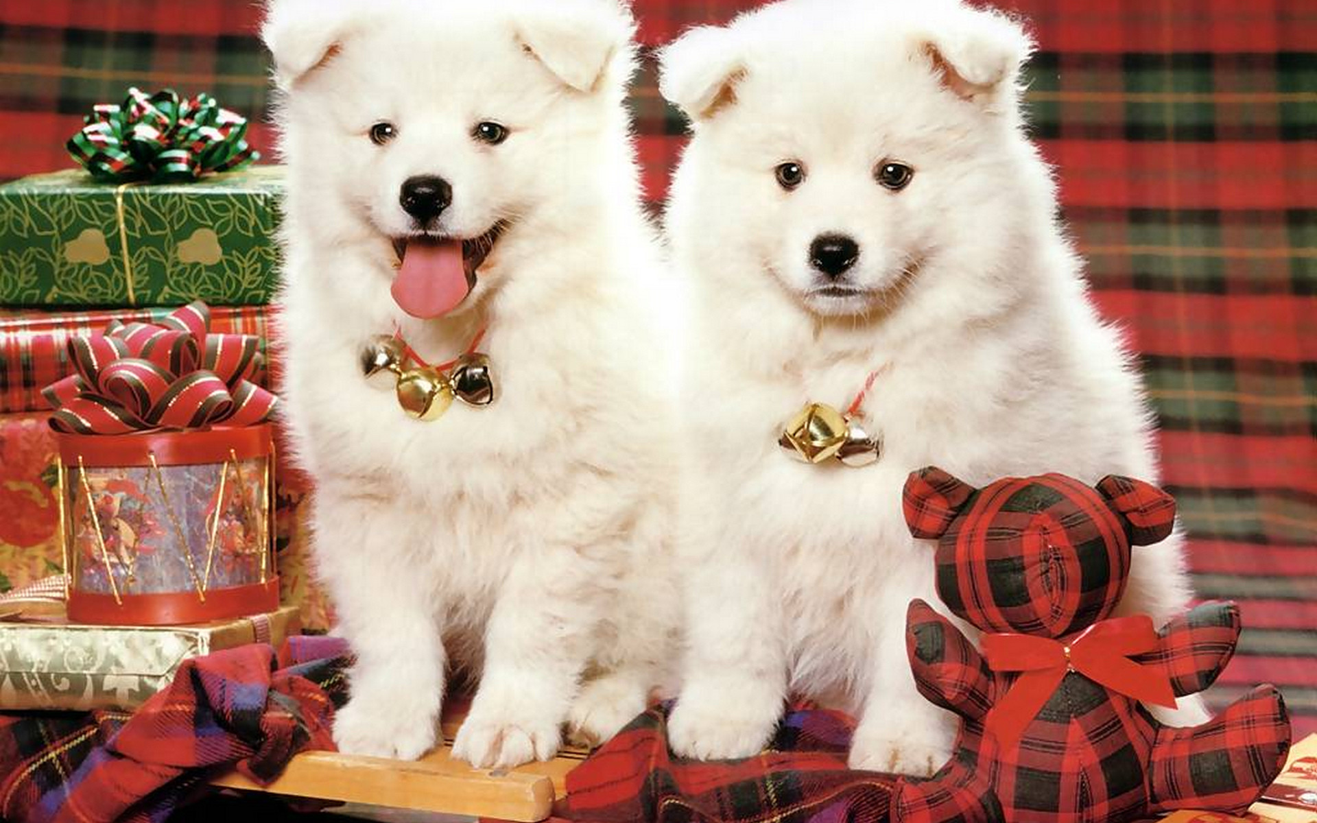 Christmas puppy  Dogs  Animals Background Wallpapers on Desktop Nexus  Image 2449408