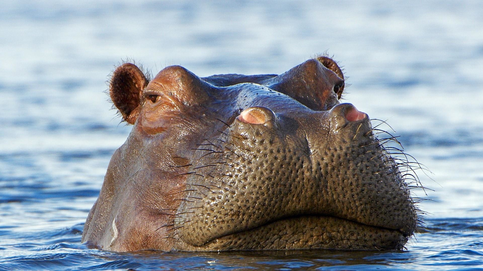 hippo-wallpaper-75-pictures