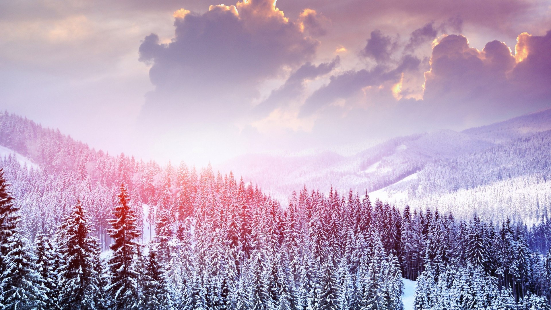 Snowy Forest Wallpaper 70 Pictures