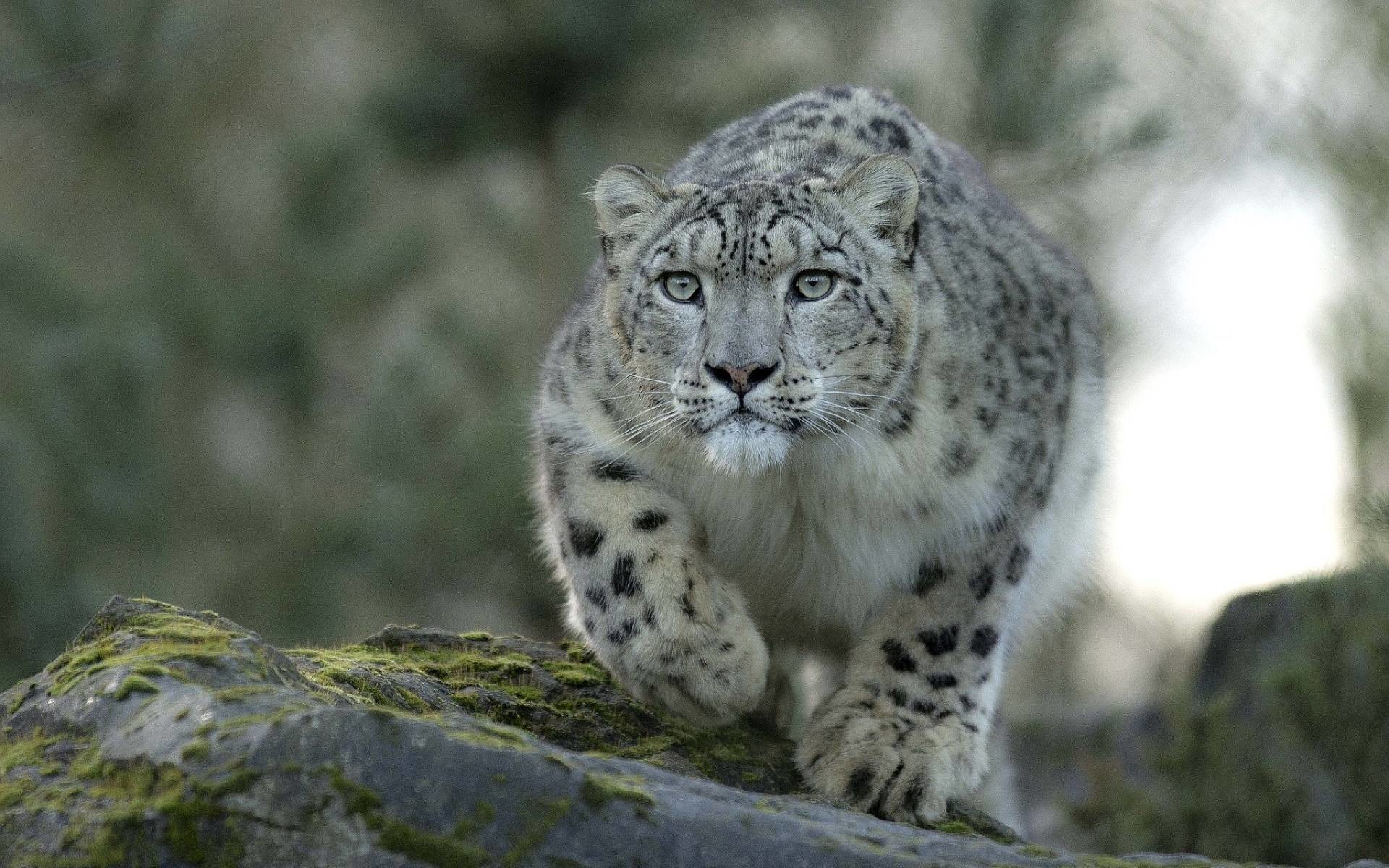 Snow Leopard Wallpaper HD (69+ pictures)