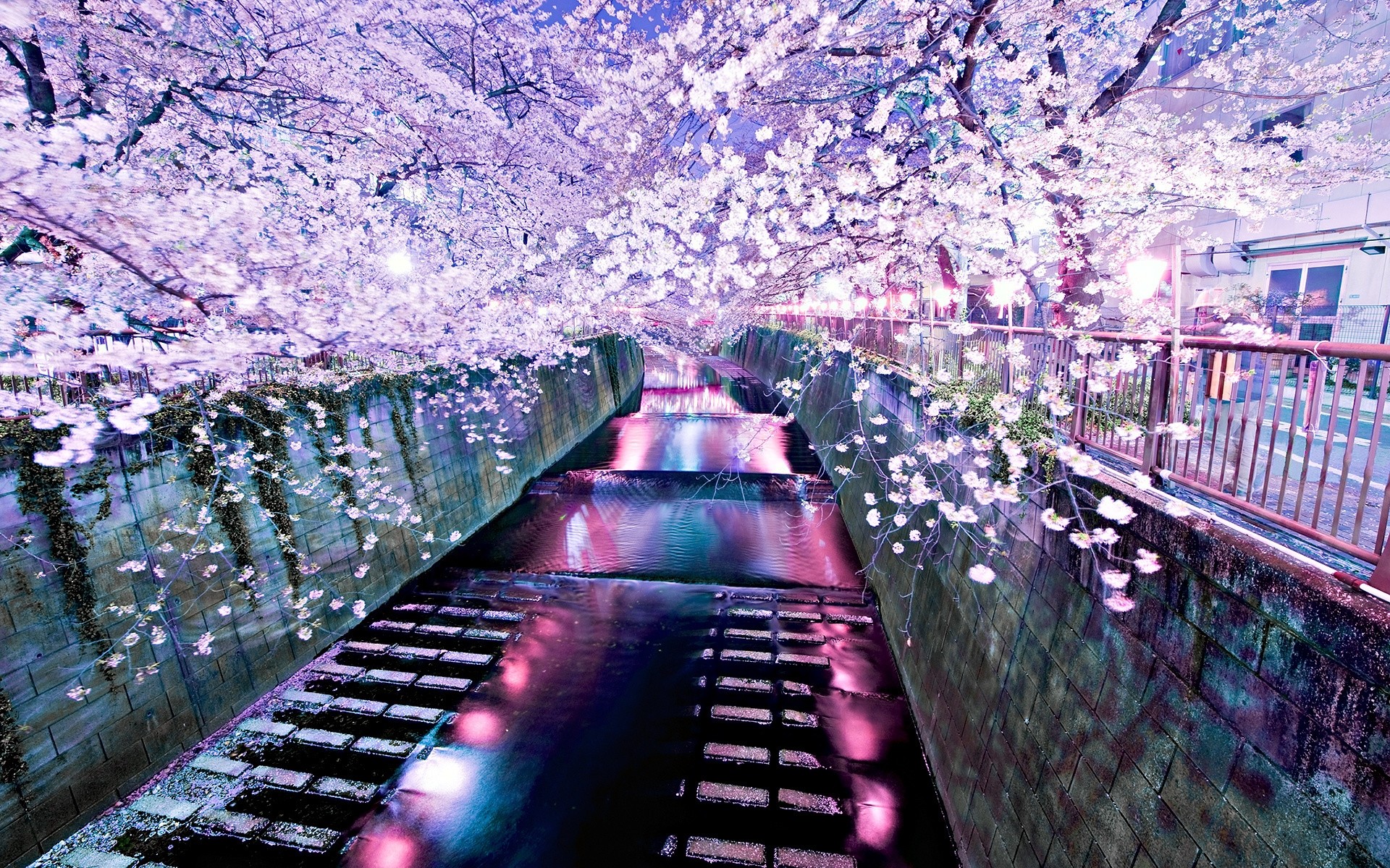 Fantastically beautiful picture of cherry blossoms HD Desktop Wallpaper 1920x1200