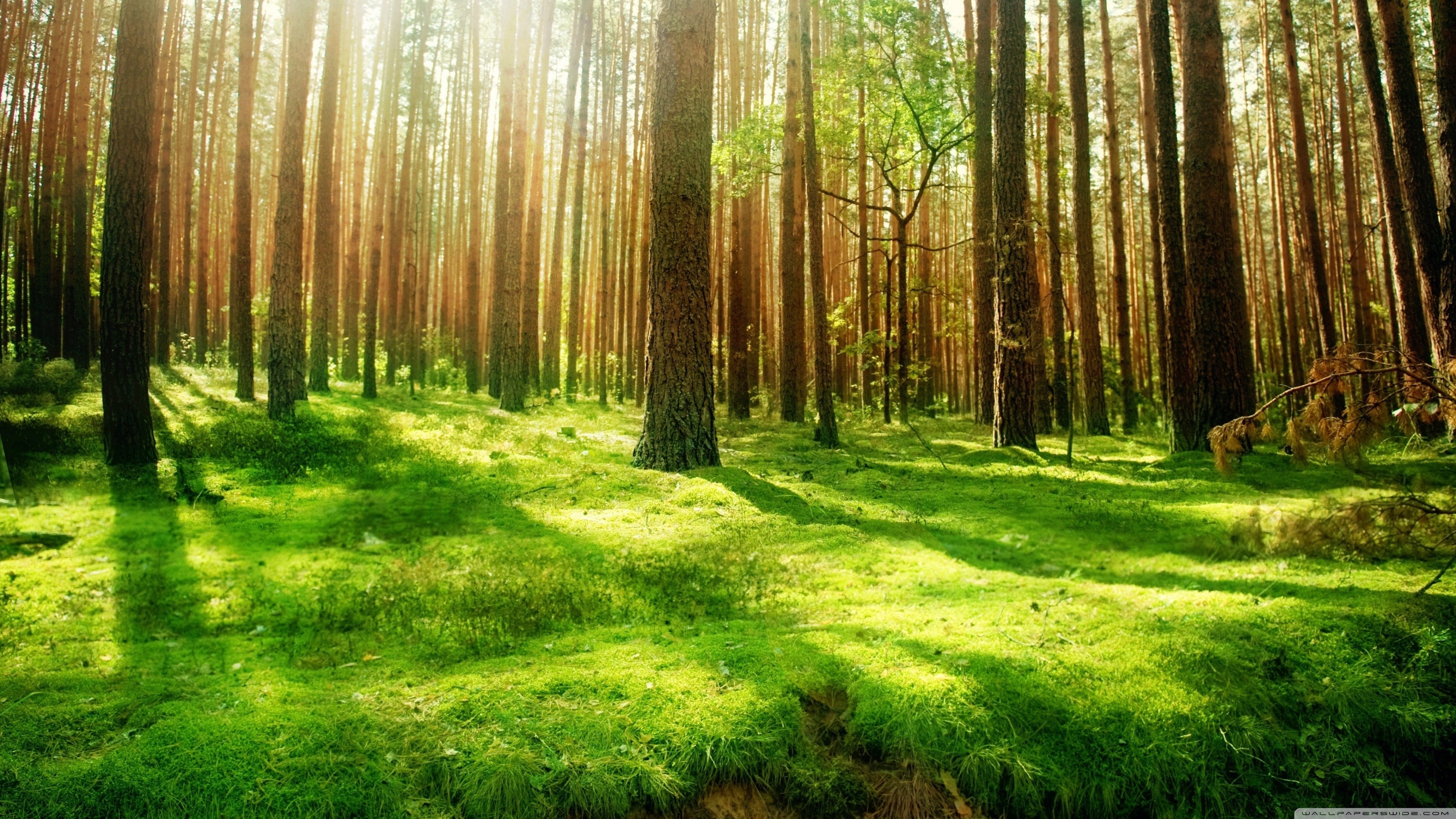 hd forest wallpapers for desktop