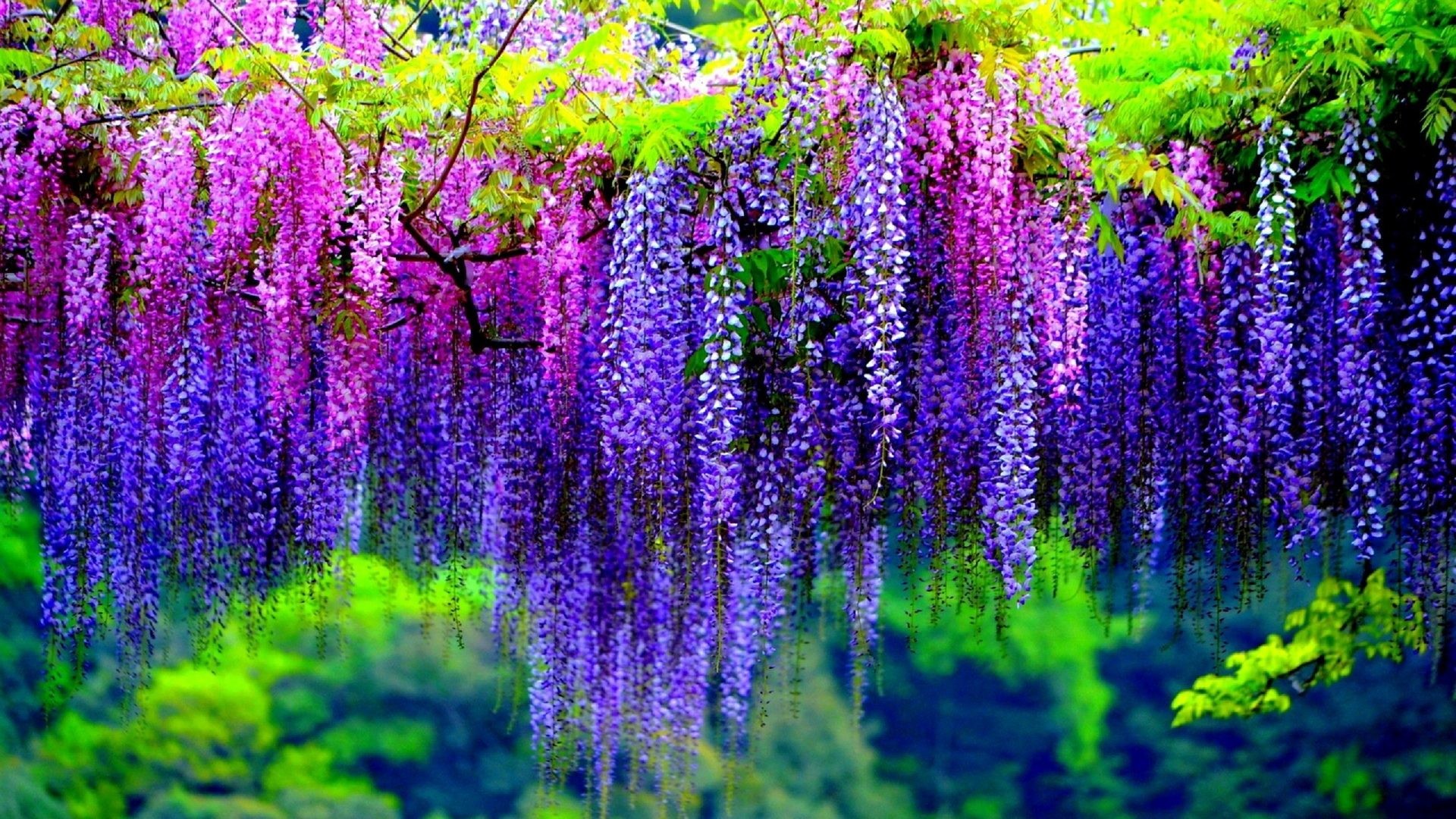 Purple Flower Backgrounds (60+ pictures)