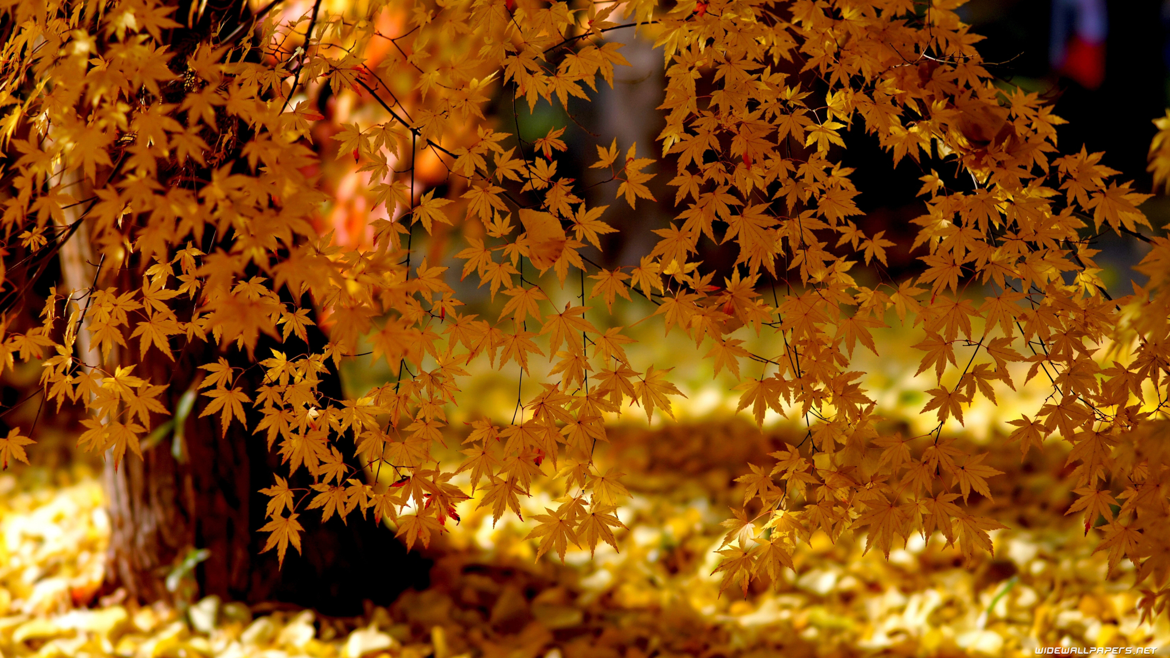Autumn HD Wallpapers (75+ pictures)
