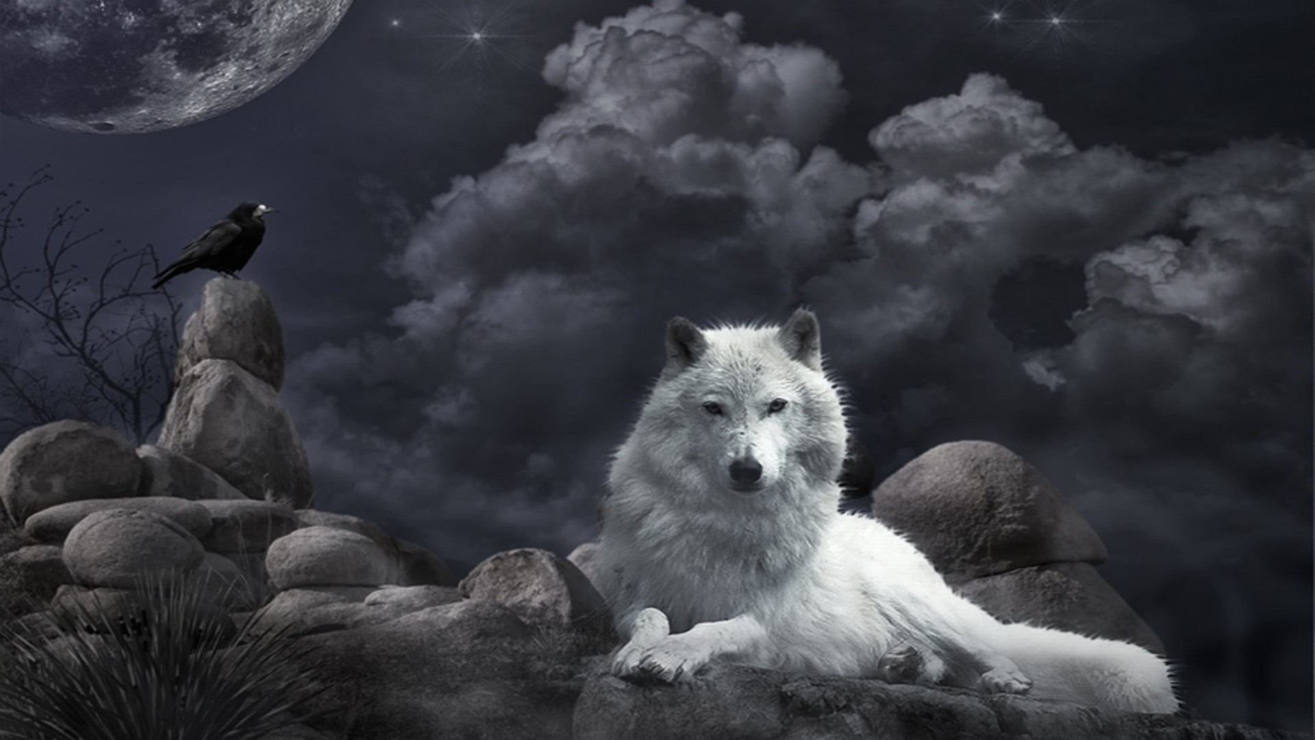 Pin by Branco Lone Wolf on Lobos  Wolf pictures Animal spirit guides  Wolf background