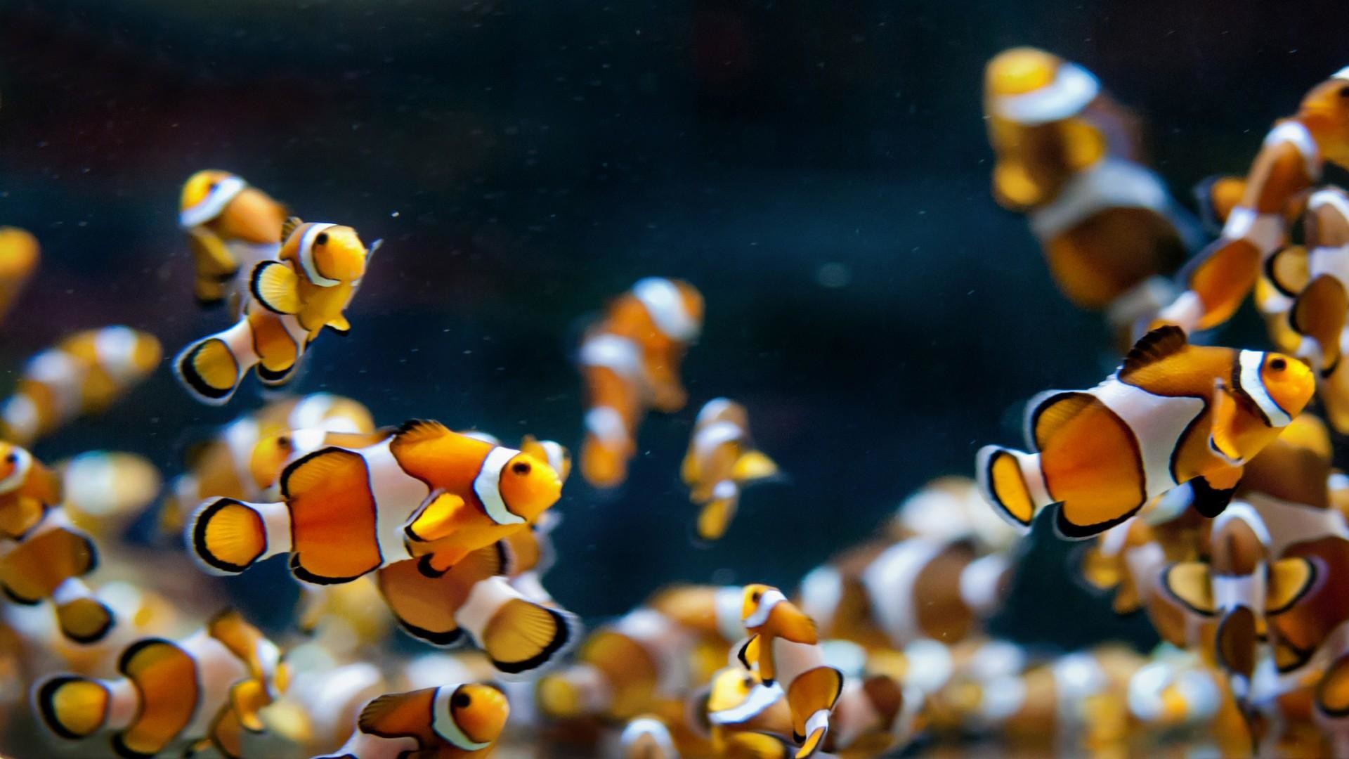 9. moving-fish-wallpaper-HD9-600x338 1920x1080
