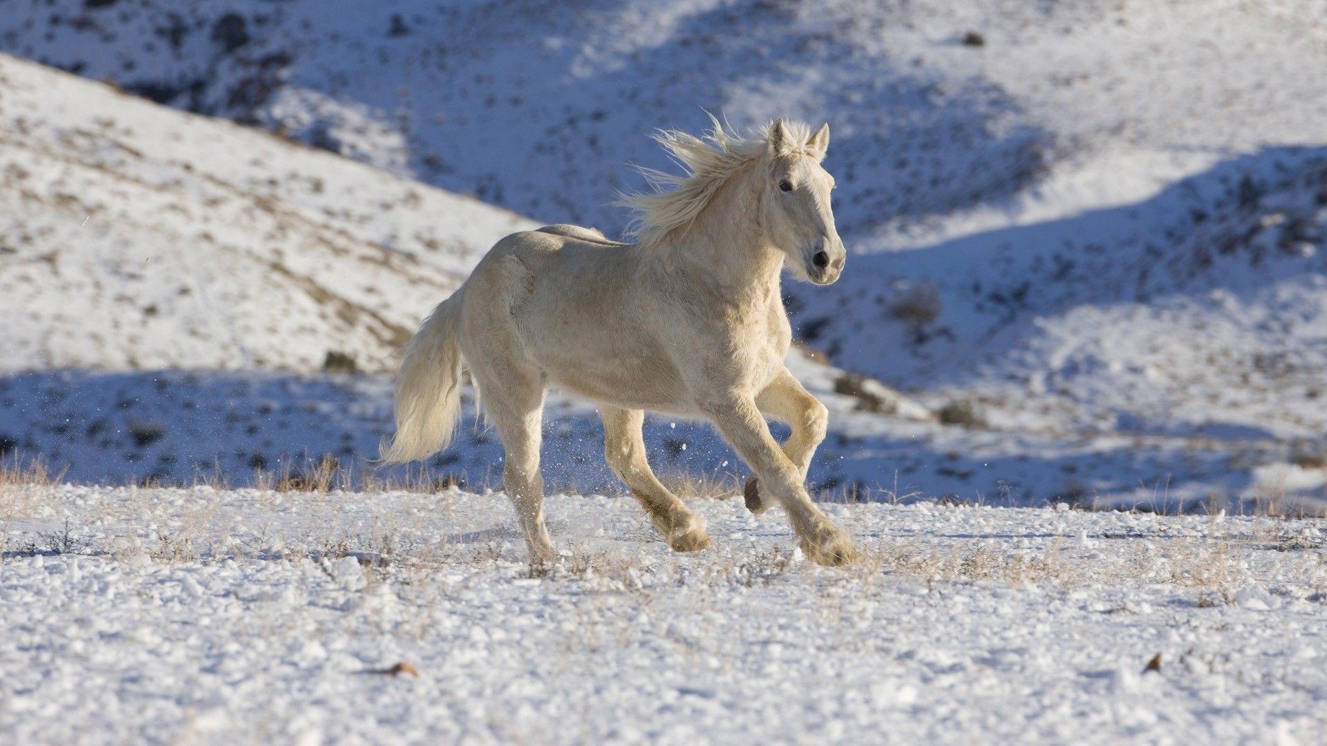 Animal-widescreen-wallpapers-HD-desktop-1920x1080 1920x1080
