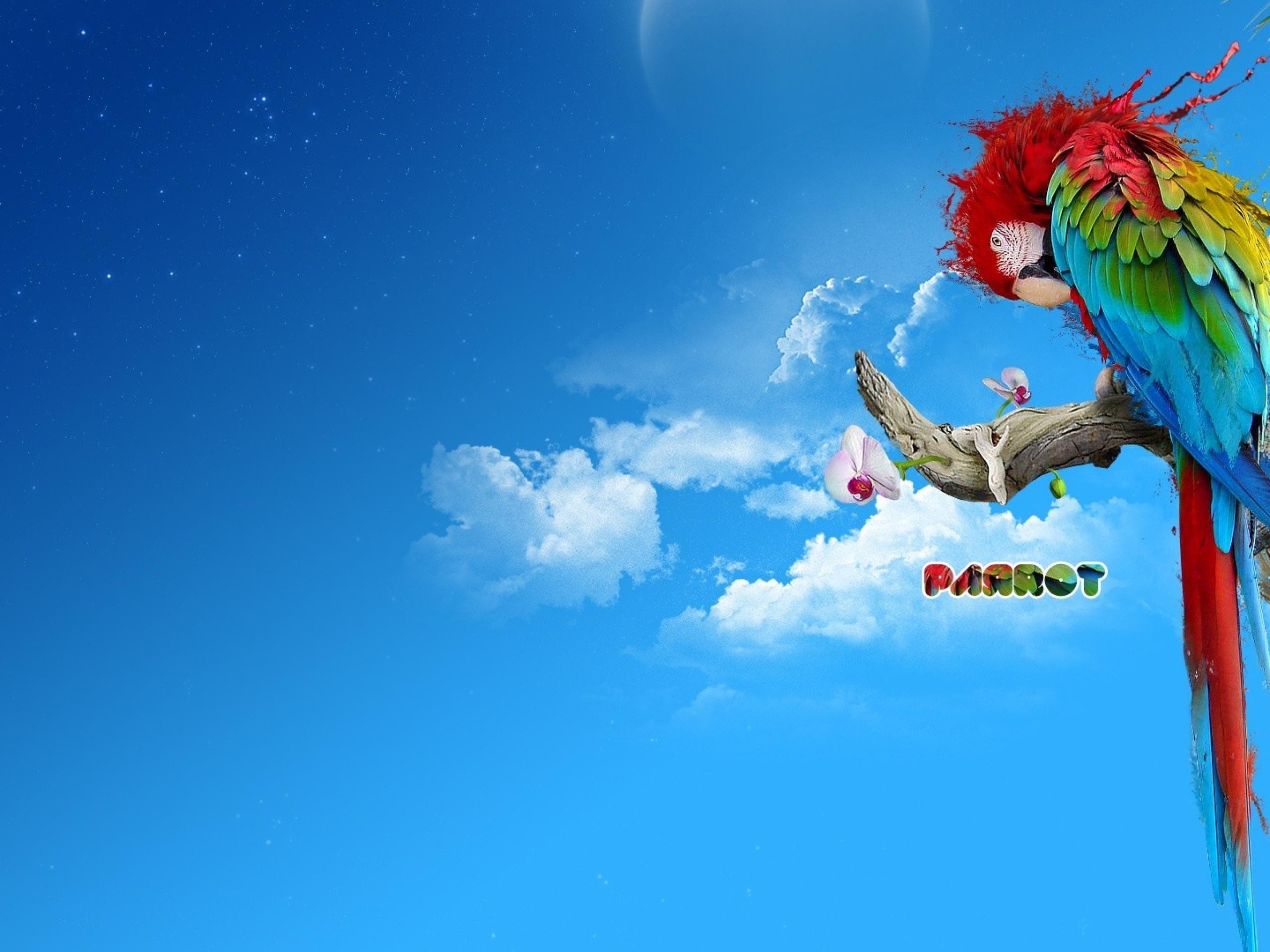 Scarlet macaws birds blue nature parrots wallpaper 2560x1920