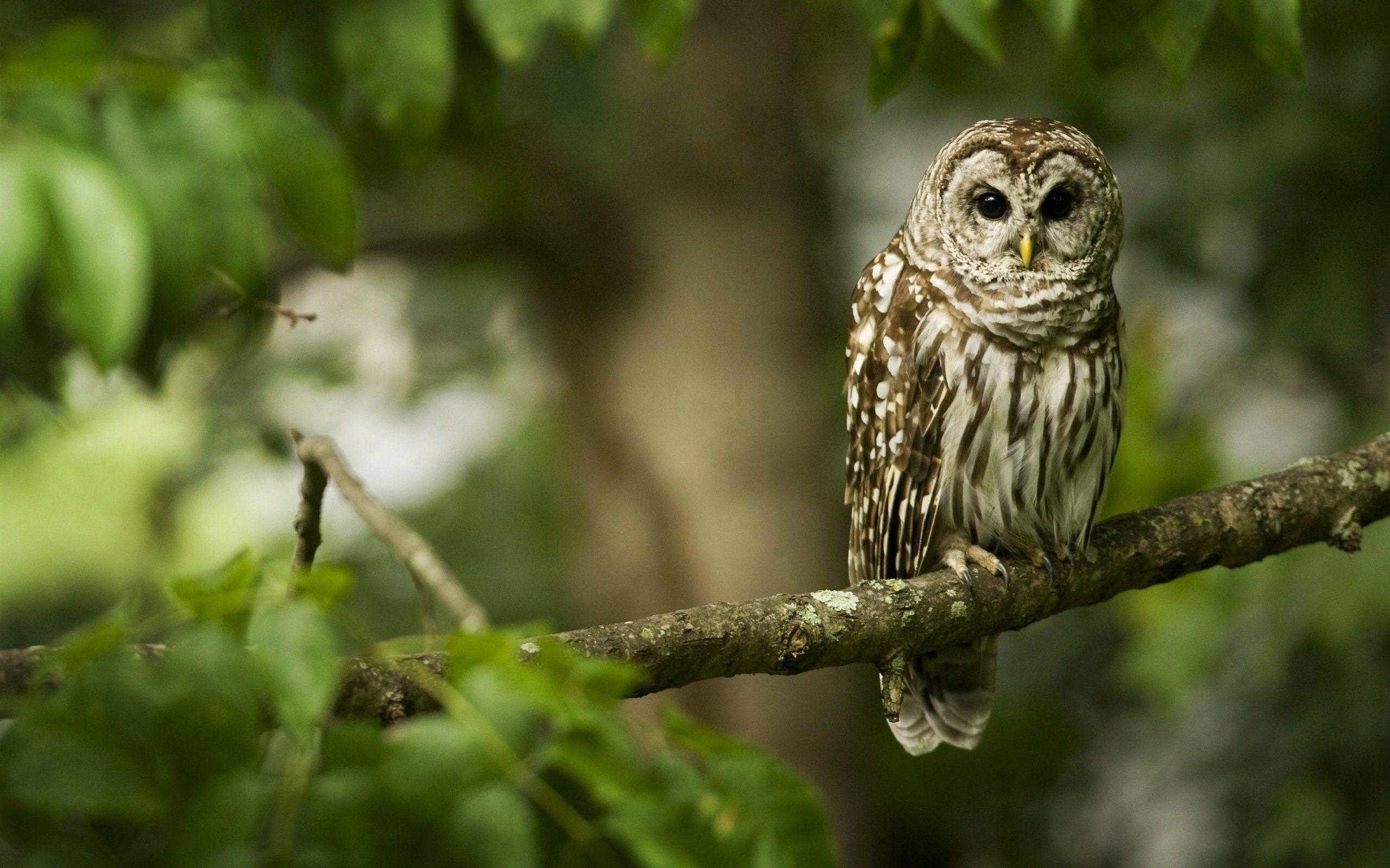 Premium Photo  Beautiful cute owl in fairy forest sitting on a branch