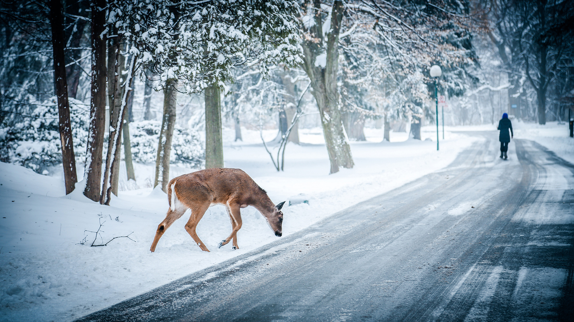 1920x1080 Rudolph, Santa Claus, Reindeer, Deer, Snow, 3d . 2400x1350
