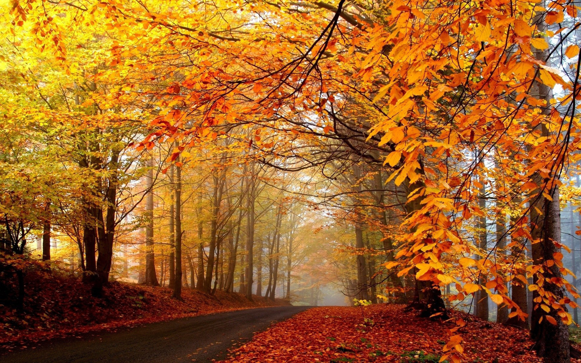 Autumn In Fall Scenery Wallpapers Background Picture Of Fall Scenes  Background Image And Wallpaper for Free Download