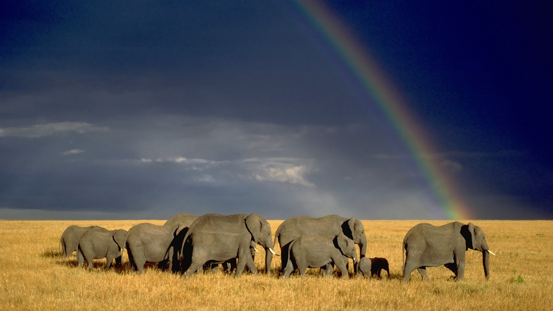 Elephant Desktop Backgrounds 70 Pictures