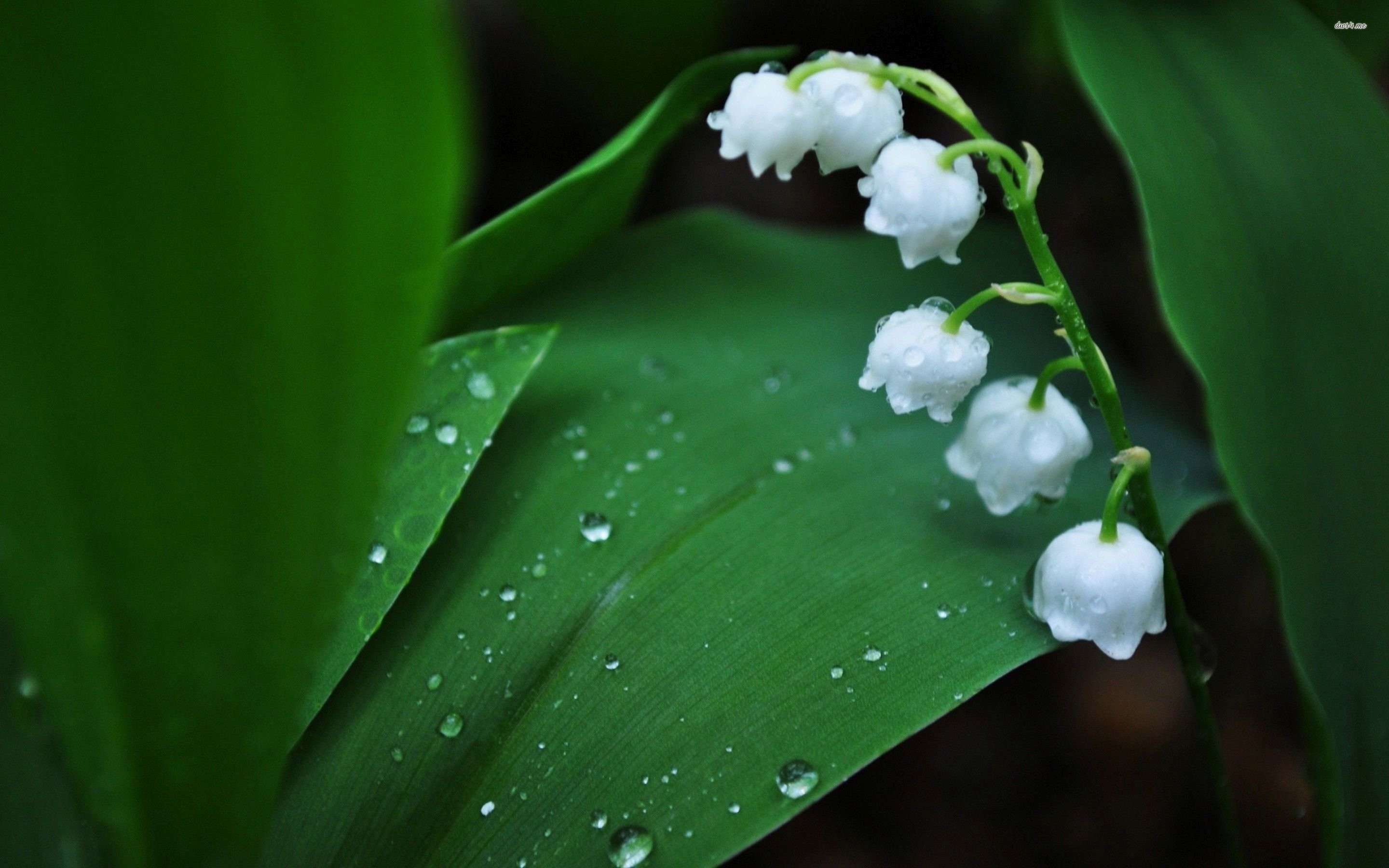 Lily Of The Valley Language Of Flowers at Rhonda White blog