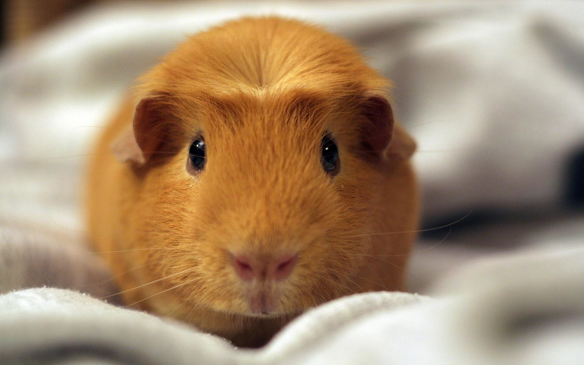 ... hamster backgrounds 40 wallpapers adorable wallpapers ... 1920x1200