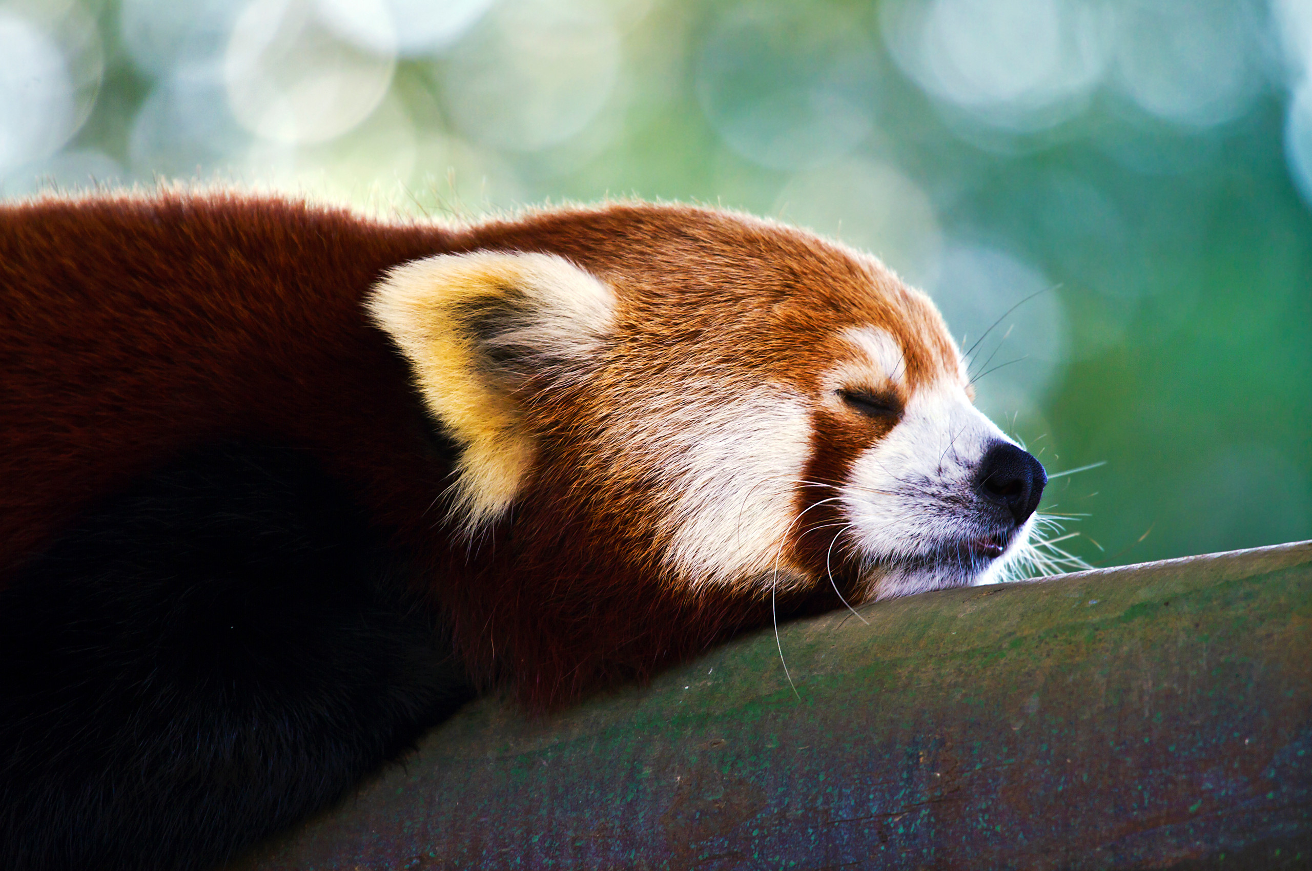 Animal dream. Красная Панда Меконг. Млекопитающие красная Панда. Малая красная Панда. Малая Панда Шифу.