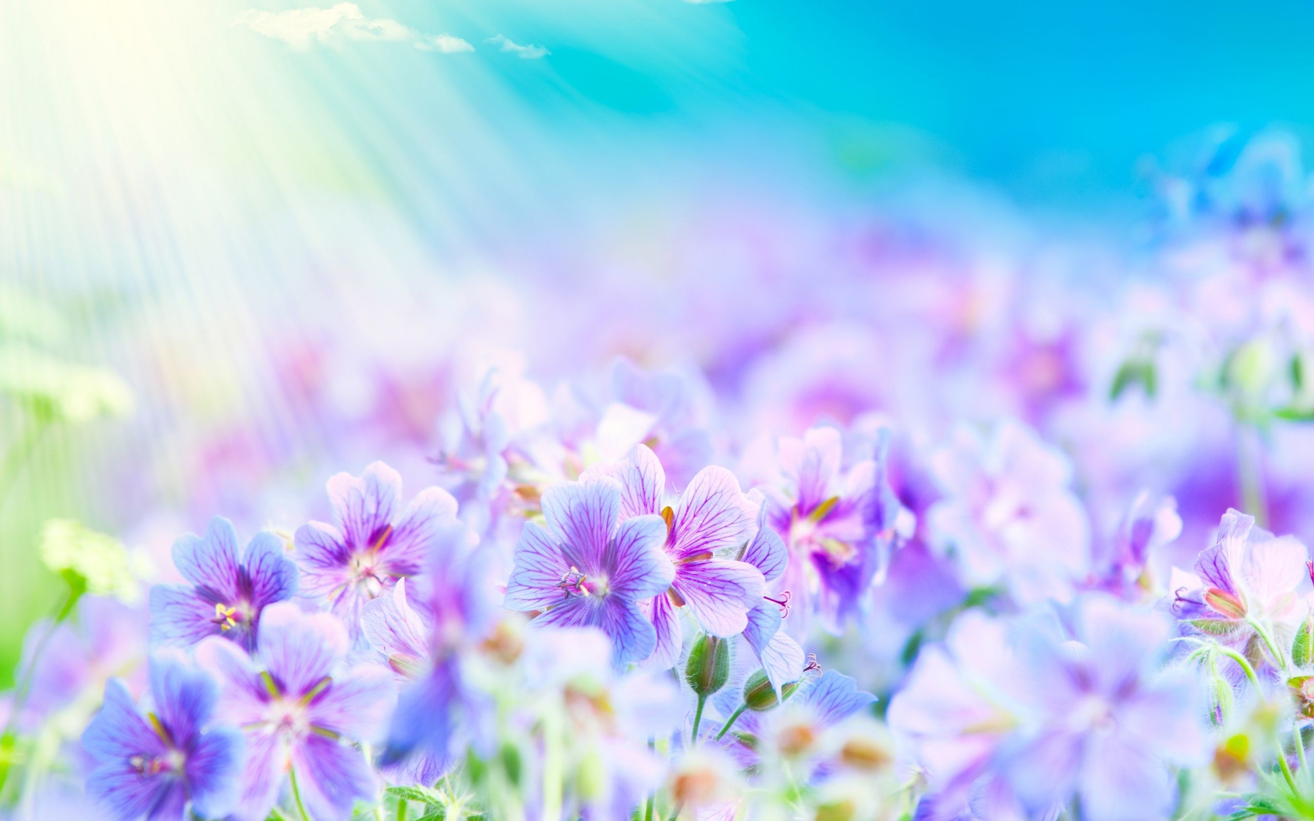 400 4K Purple Flower Wallpapers  Background Images