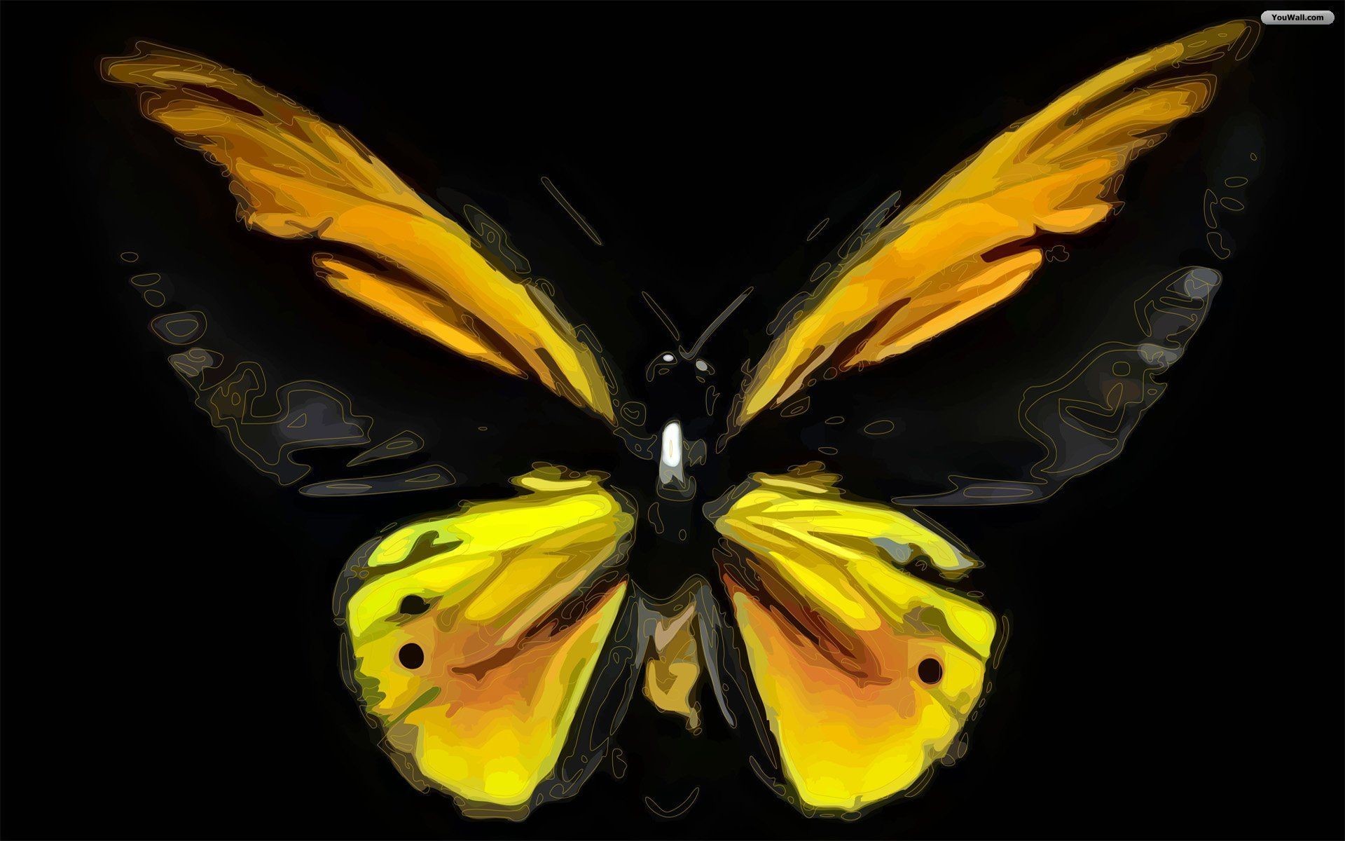 Butterfly Black Background (58+ Pictures)