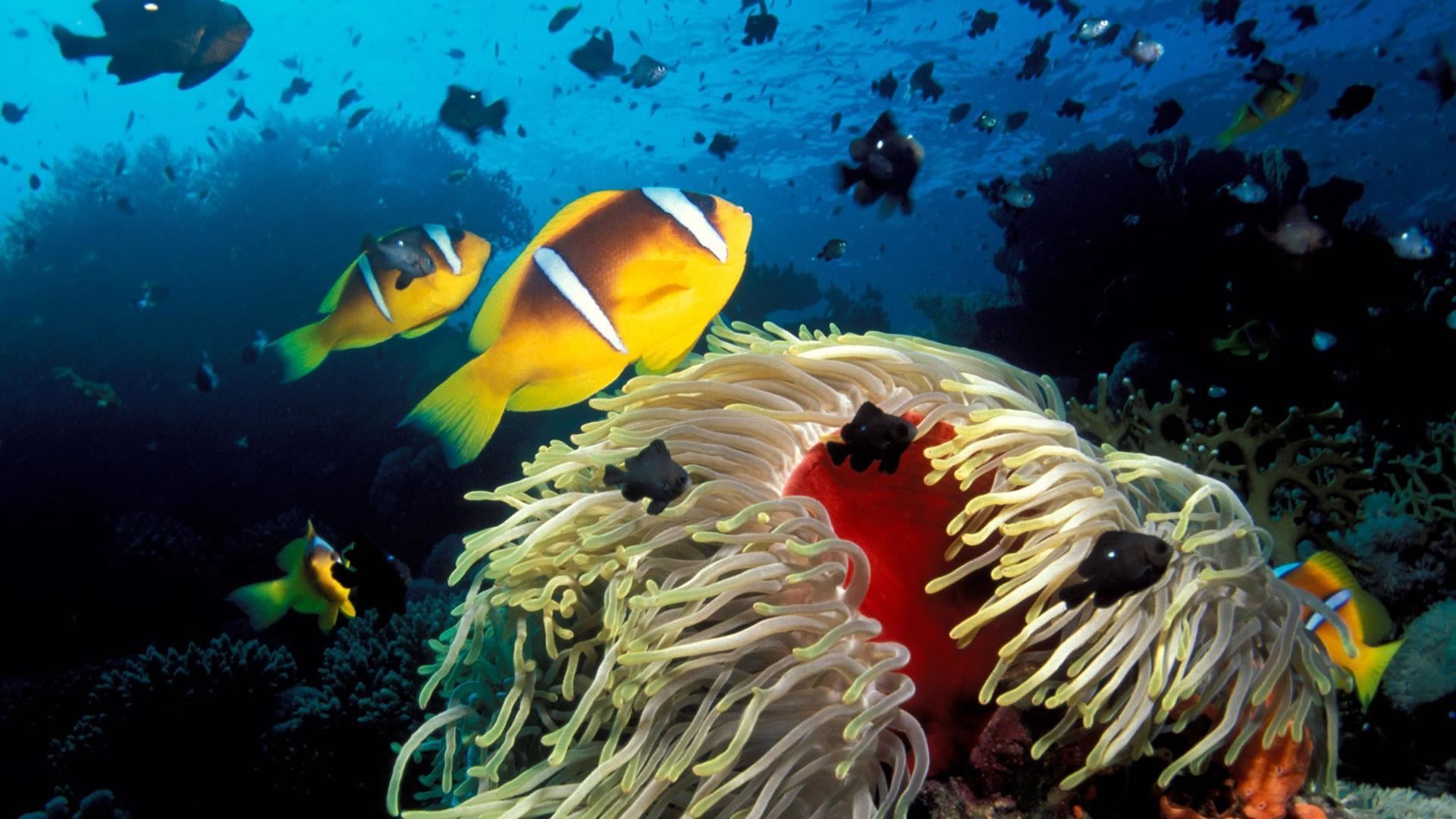 Жизнь тихого океана. Обитатели морей и океанов. Рыбы в море. Подводный мир. Подводные обитатели океана.