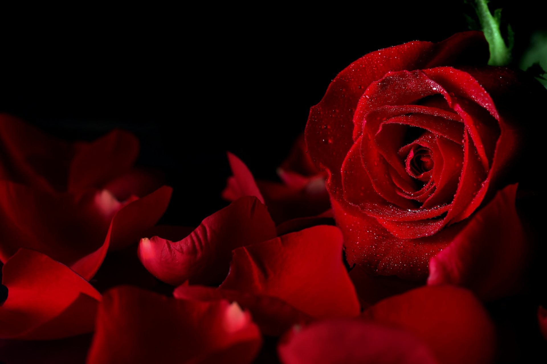 Hoa đỏ nền đen - Một hình ảnh hoa đỏ xinh đẹp trên nền đen sẽ khiến bạn phải trầm trồ. Sự tương phản giữa hai màu sắc này tạo ra hiệu ứng rất cuốn hút. Hãy cùng chiêm ngưỡng vẻ đẹp đầy bí ẩn của hoa đỏ nền đen.