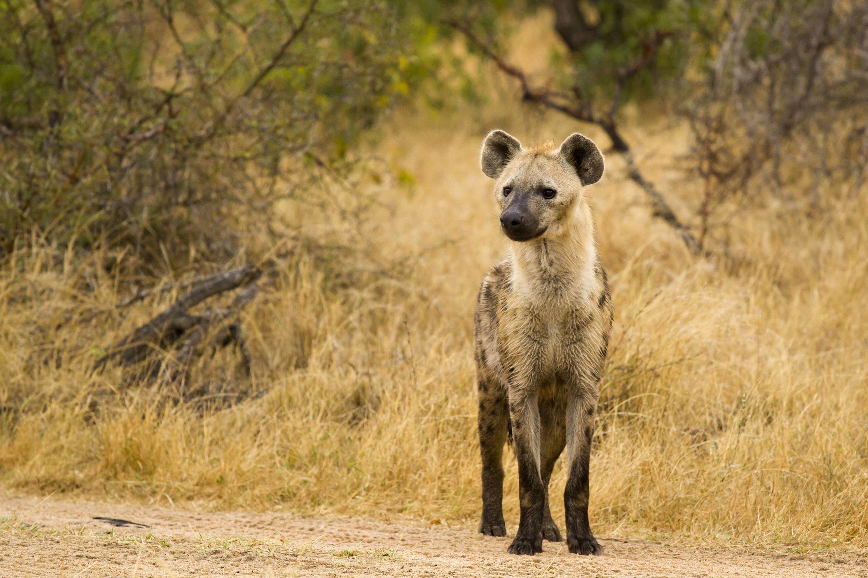 Hyena Photos Download The BEST Free Hyena Stock Photos  HD Images