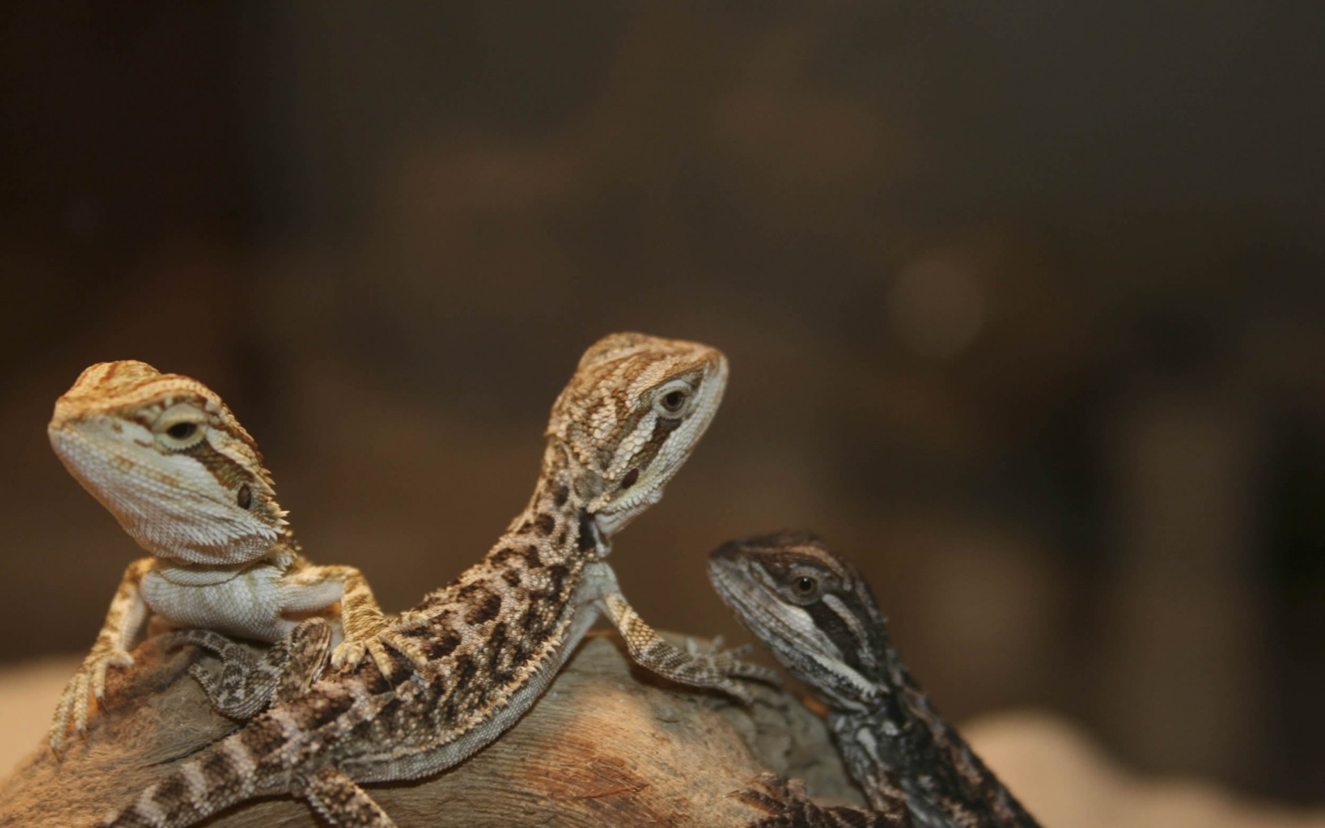 animals, lizards, reptiles, Bearded dragon - Free Wallpaper /  WallpaperJam.com 1920x1200