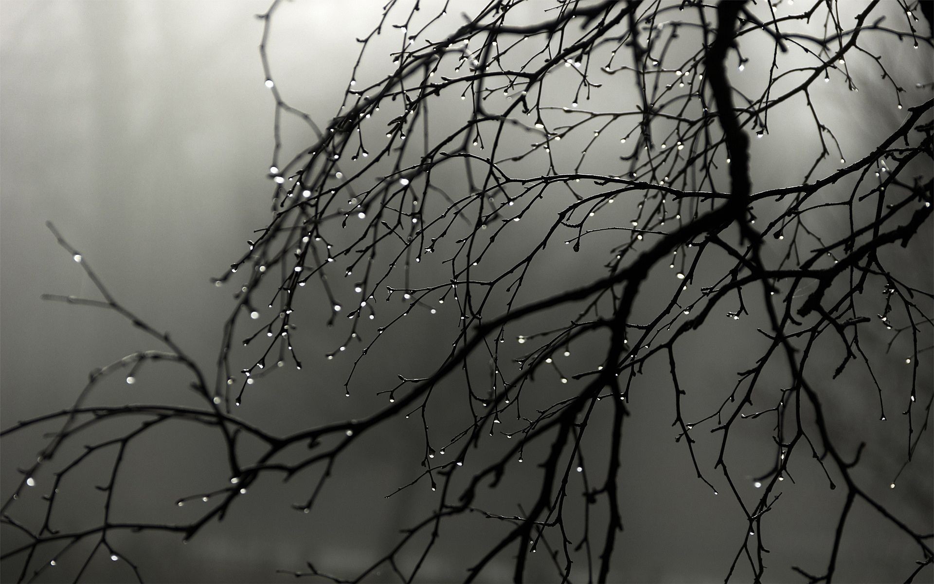 nature rain wallpaper 5900 1920x1200