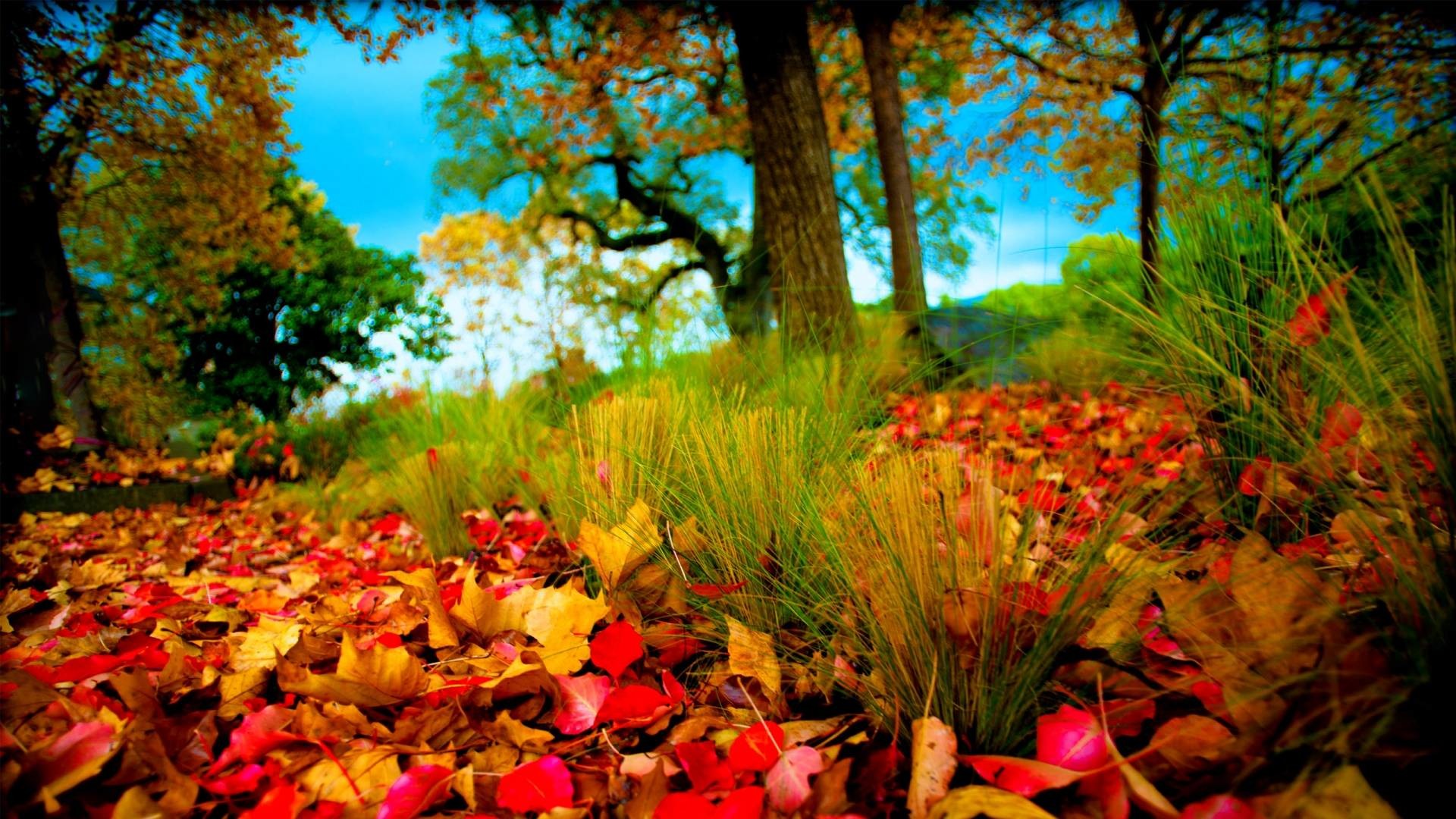 HD Wallpapers 1080p Nature 68 Pictures WallpaperSet
