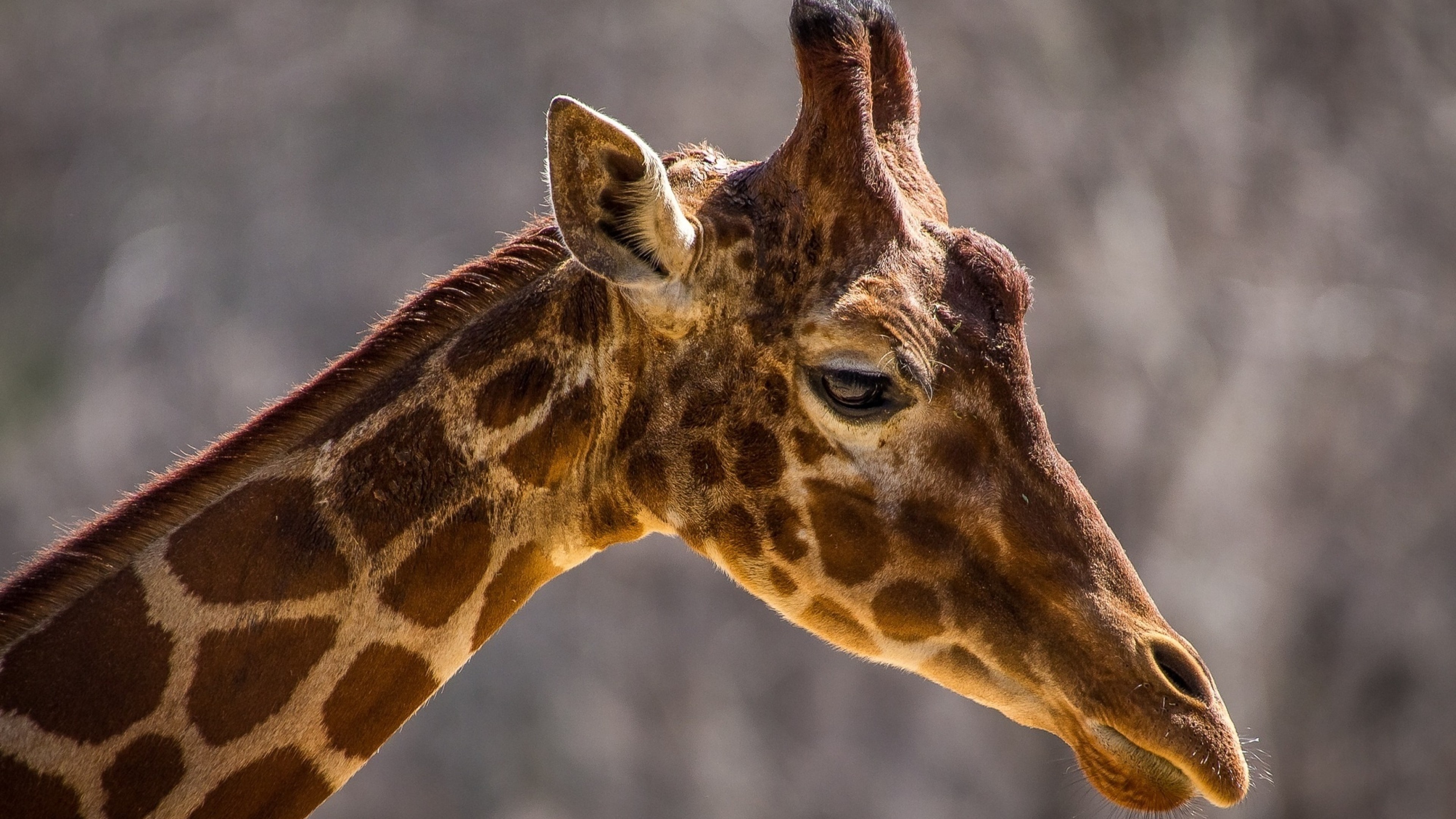 Шеи животных. Жираф парнокопытное. Жираф жирафа Жирафенок. Жираф (Giraffa camelopardalis). Морда жирафа.