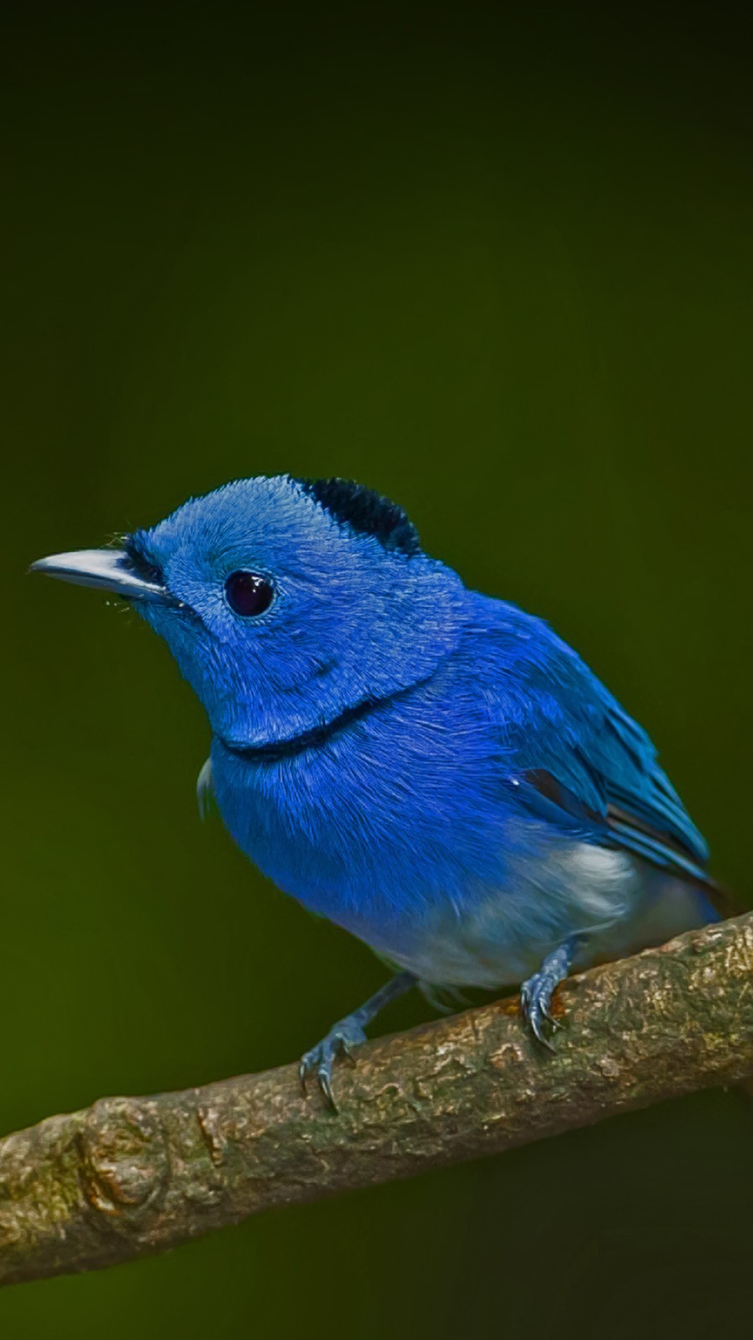 Blue Bird Wallpaper (58+ pictures)