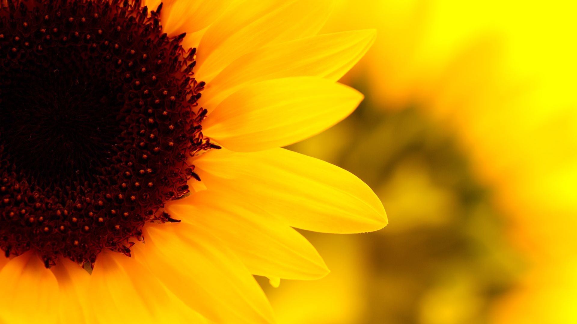 Wonderful Over 112+ Amazing & Beautiful Laptop Wallpapers - 3 1920x1080