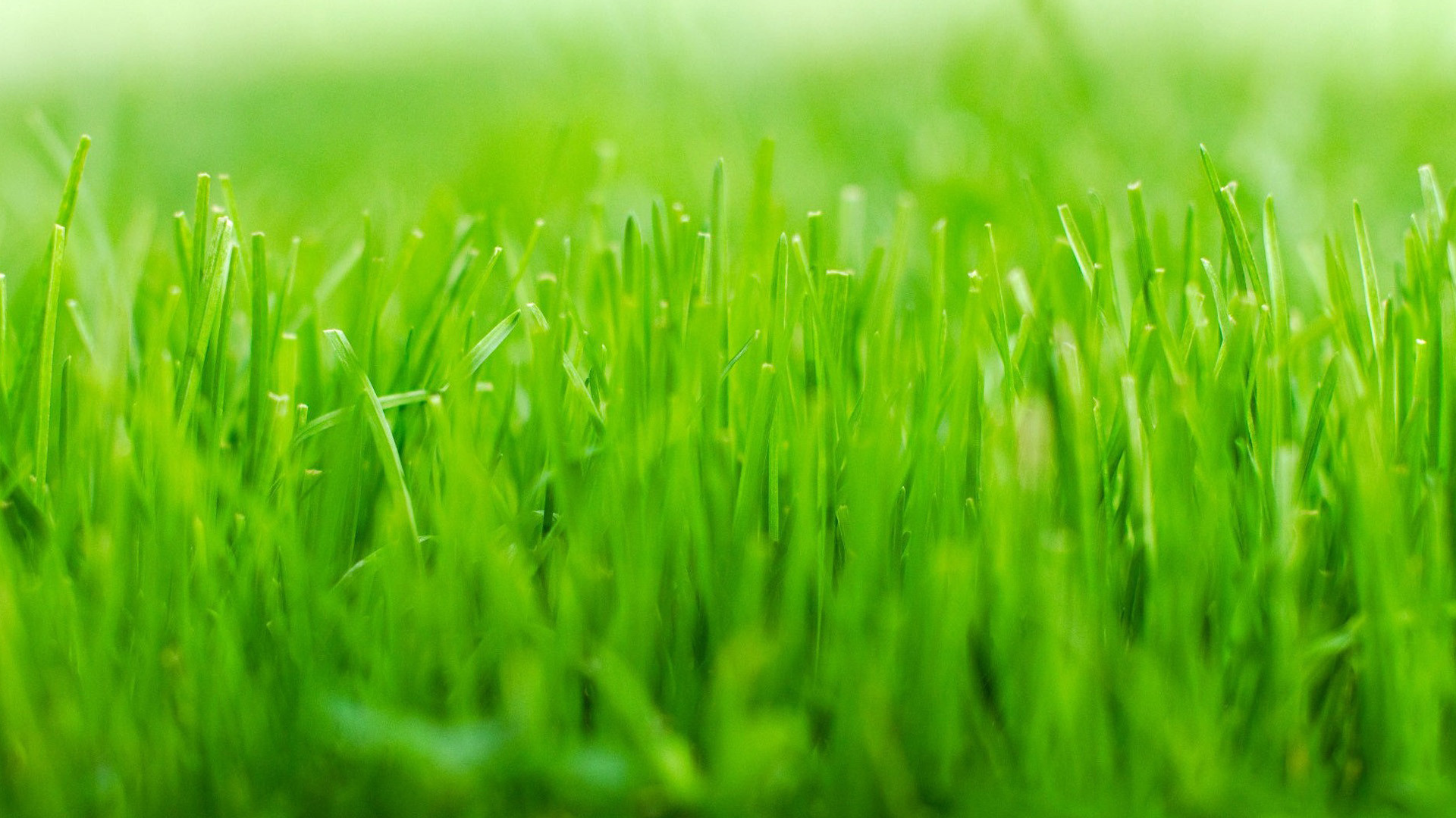 50 4K Grass Wallpapers  Background Images