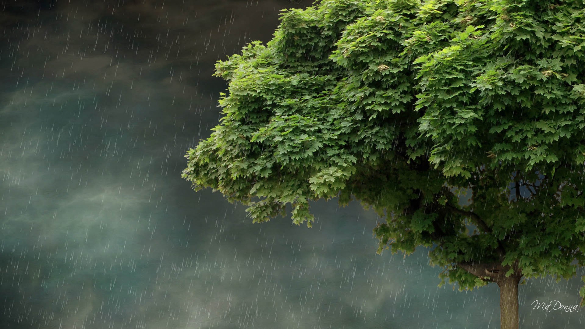 wallpaper for desktop, laptop | nu51-rain-forest-wood-leaf-flower-nature