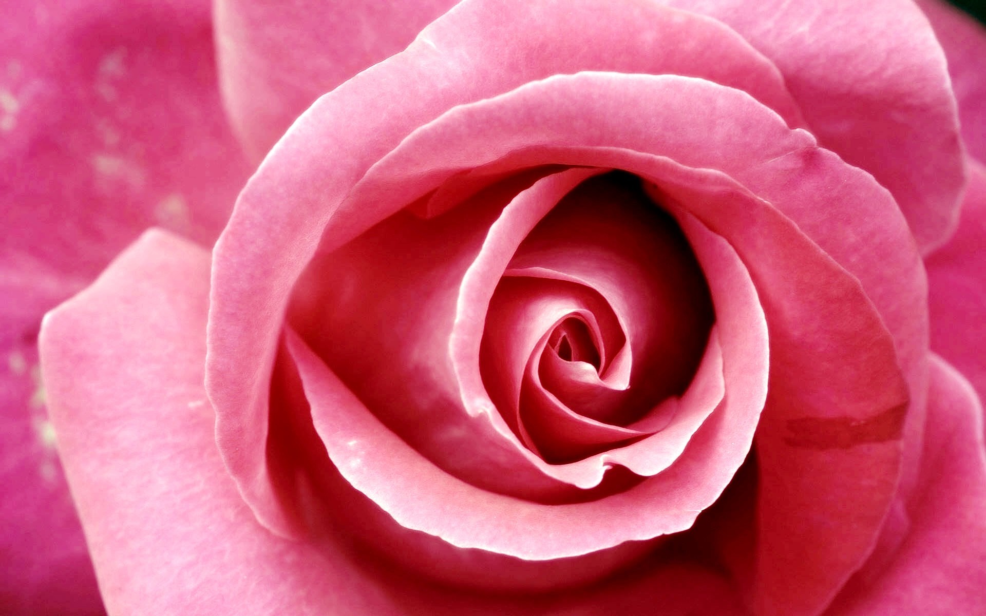 Beautiful Pink Rose 1920x1200