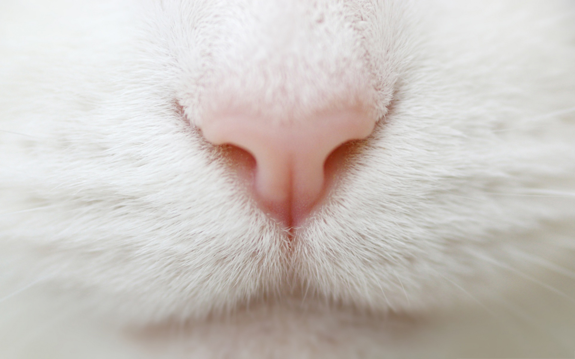 white cat macro. Â«Â« 1920x1200