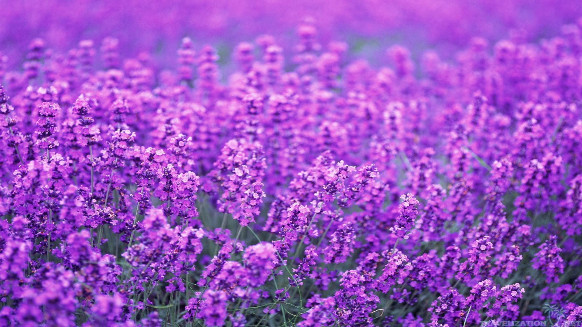 Lavender Flower Wallpaper (70+ pictures)