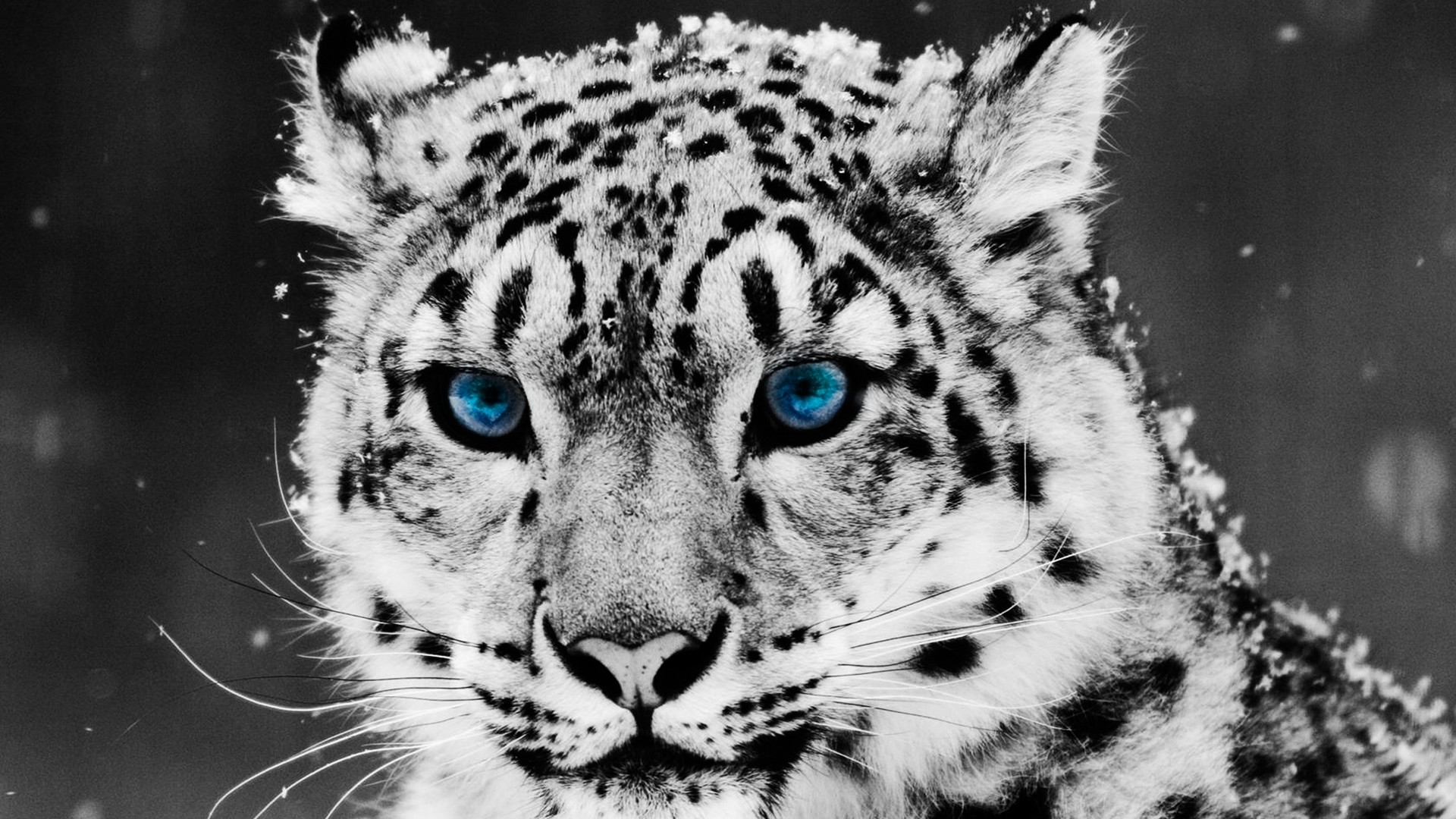 Snow Leopard Wallpaper HD 69 pictures