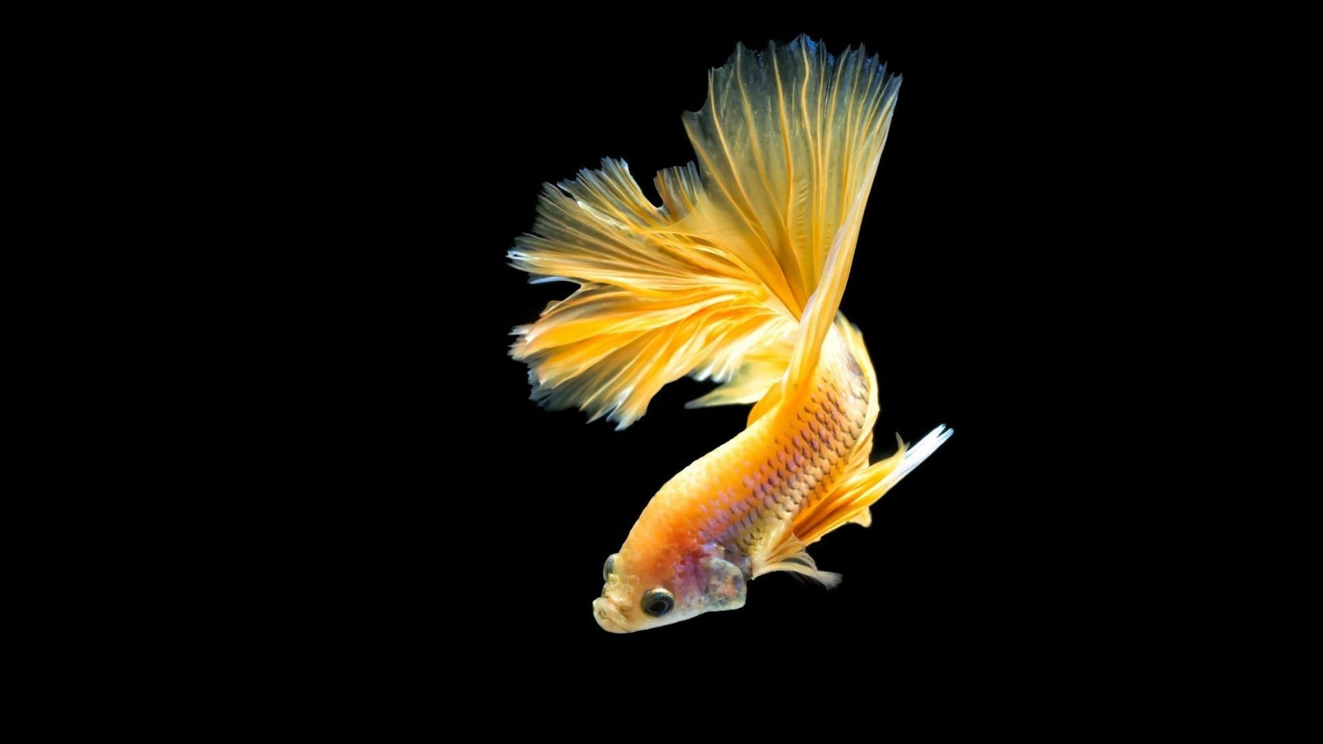 8 Golden Fish Wallpaper