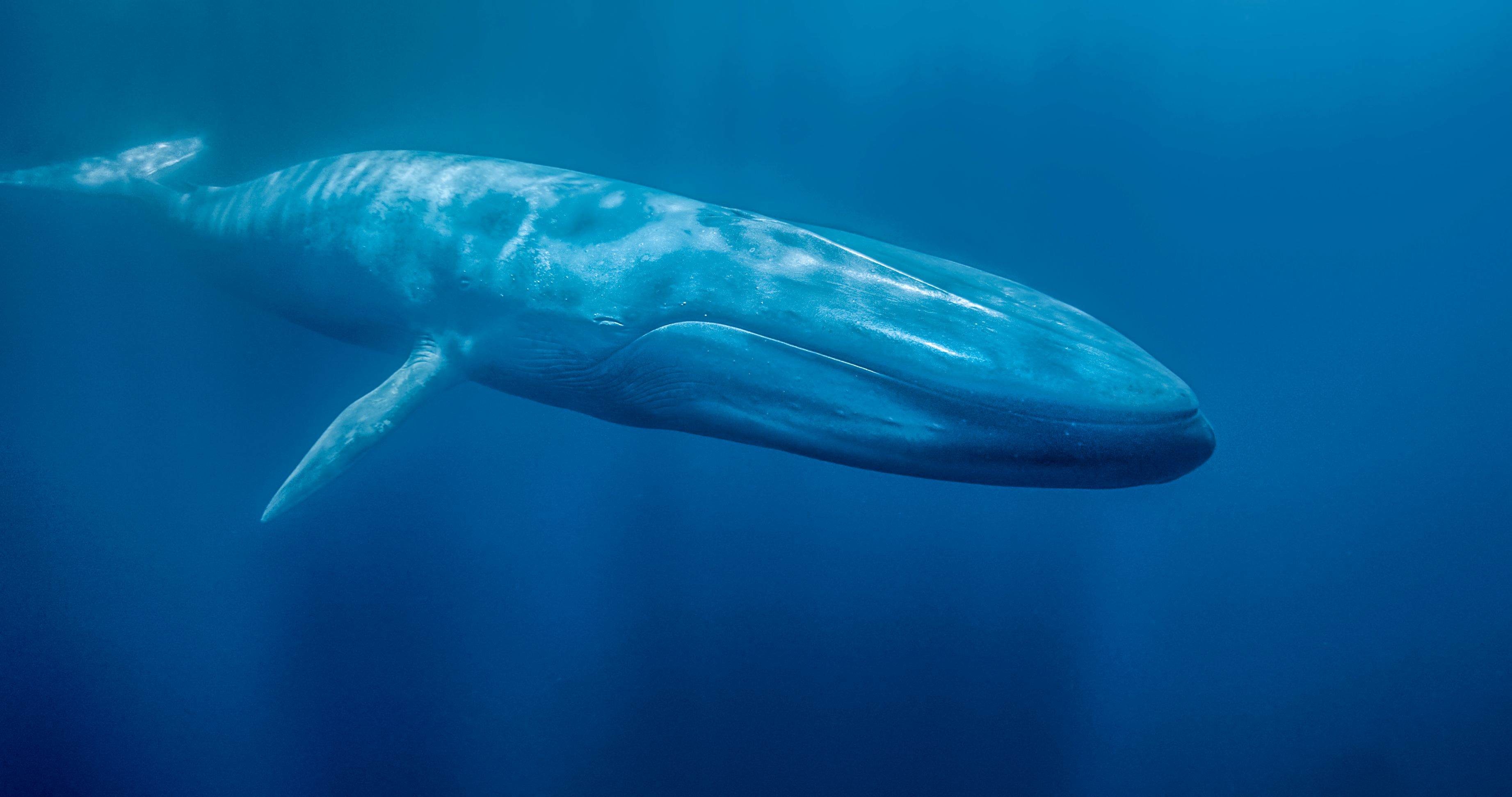 Blue Whale Wallpaper 62 Pictures WallpaperSet Blue Whale Wallpaper 62 Pictures WallpaperSet